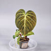 Philodendron El Choco Red