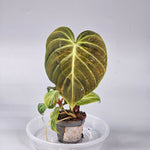 Philodendron El Choco Red