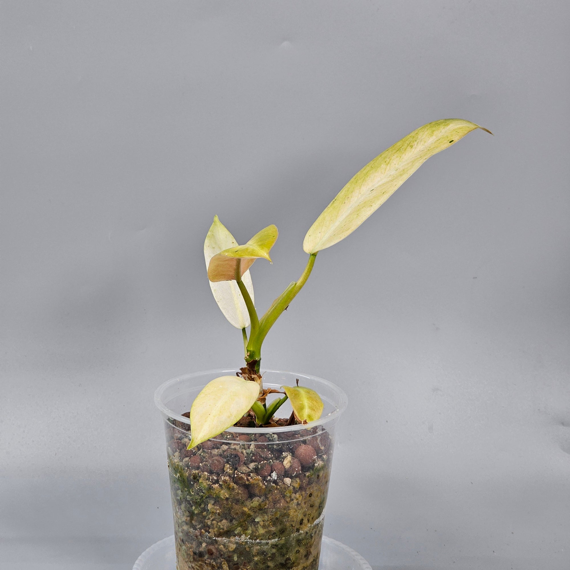 Philodendron whipple way