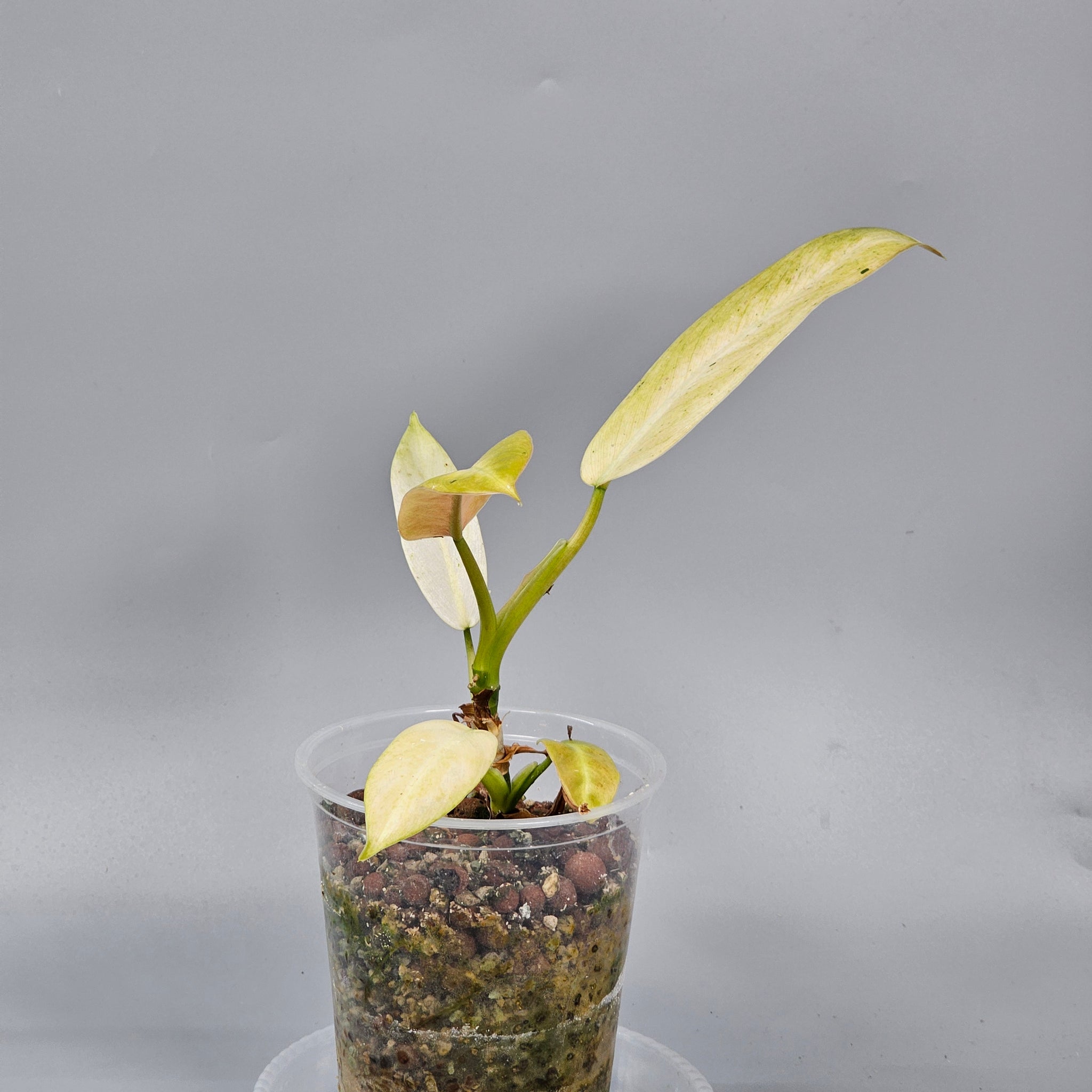 Philodendron whipple way
