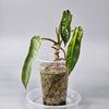 Philodendron Spiritus Sancti