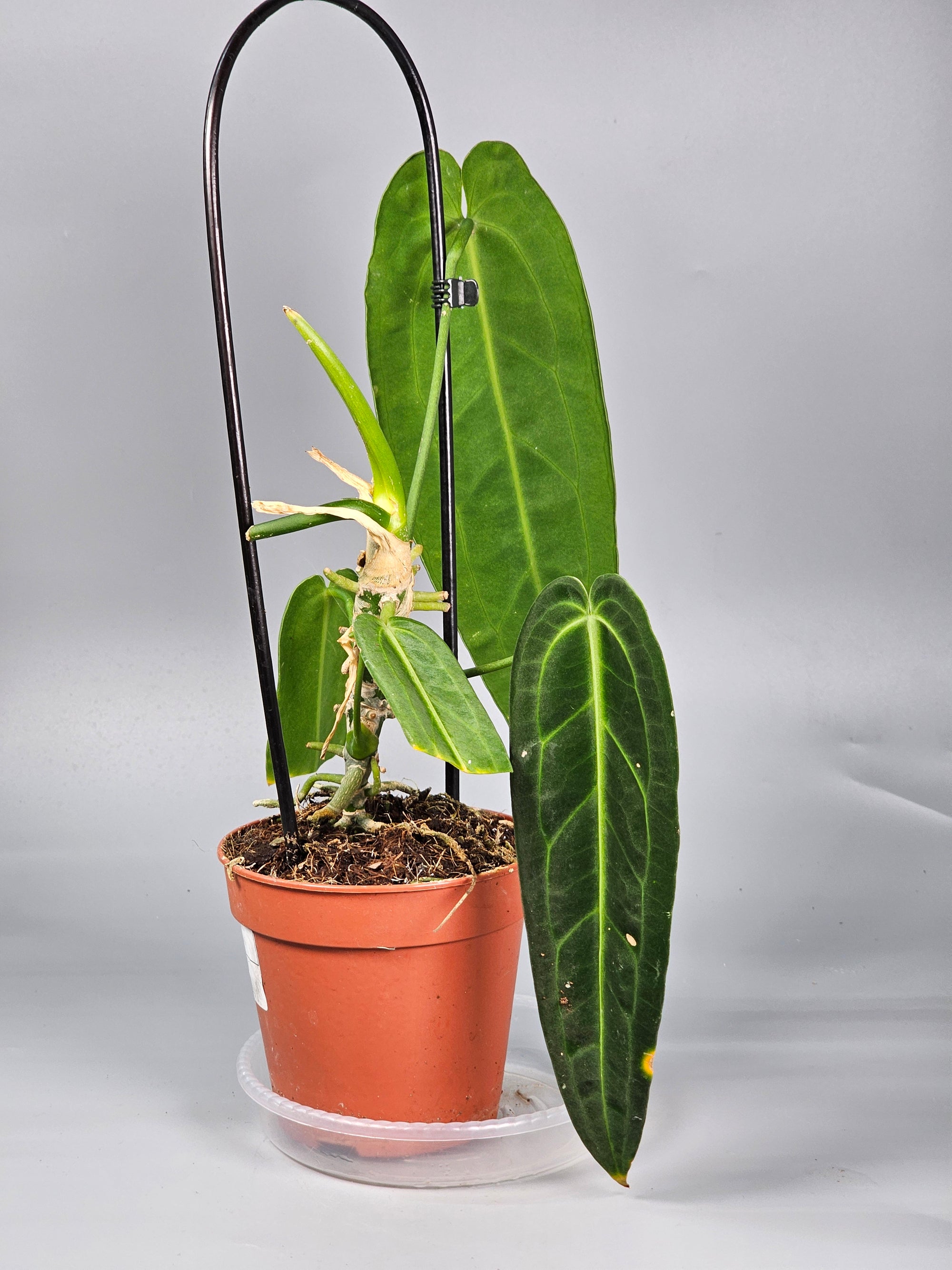 Anthurium Warocqueanum - F | Rare Houseplants