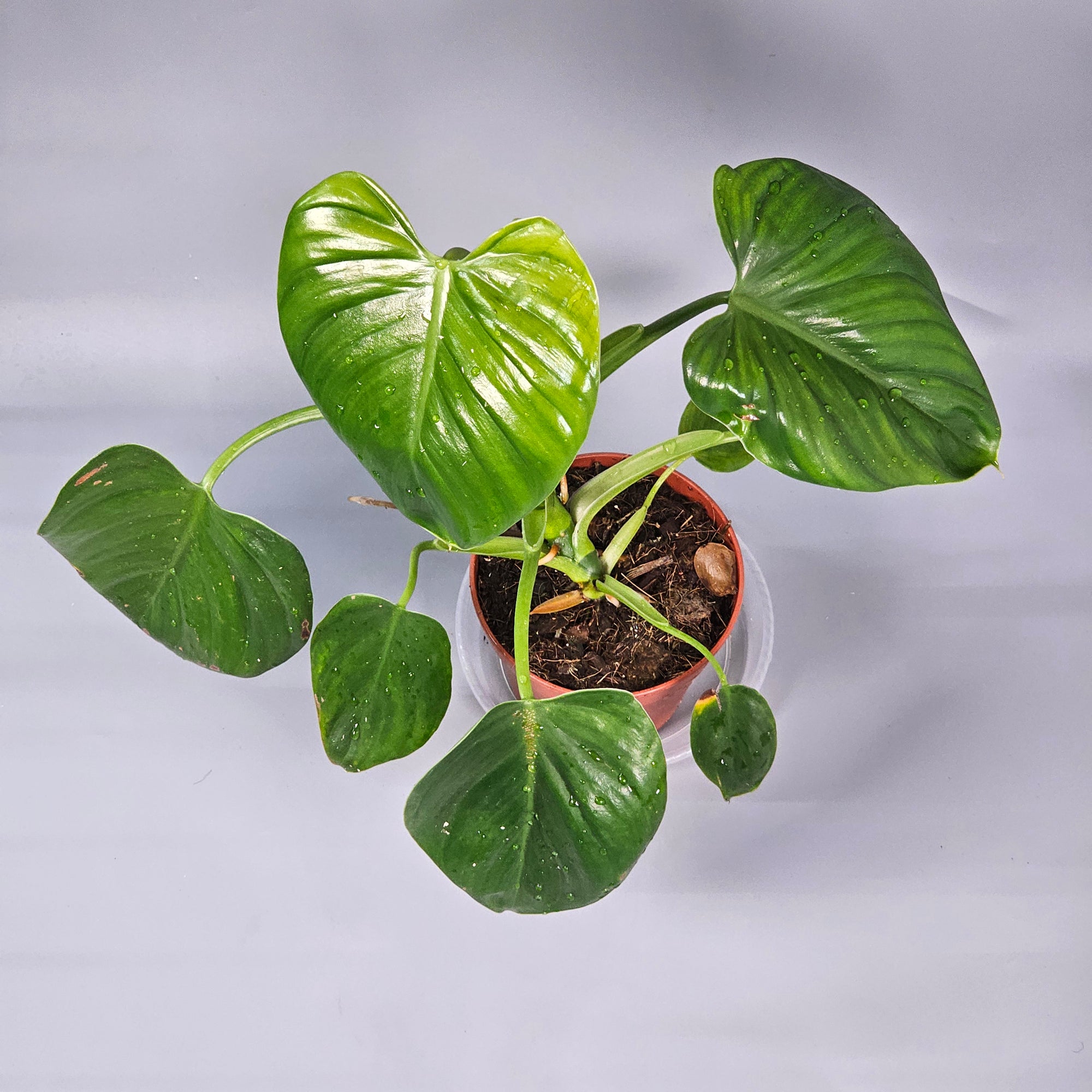 Philodendron Henry-Pittieri