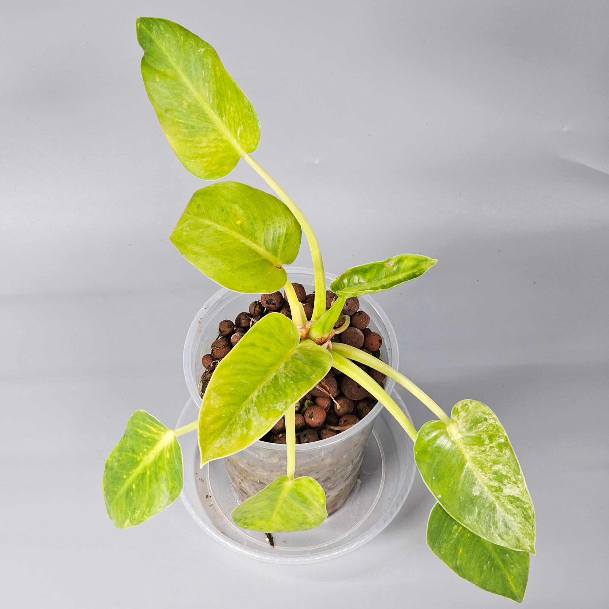 Philodendron Giganteum light variegation 1