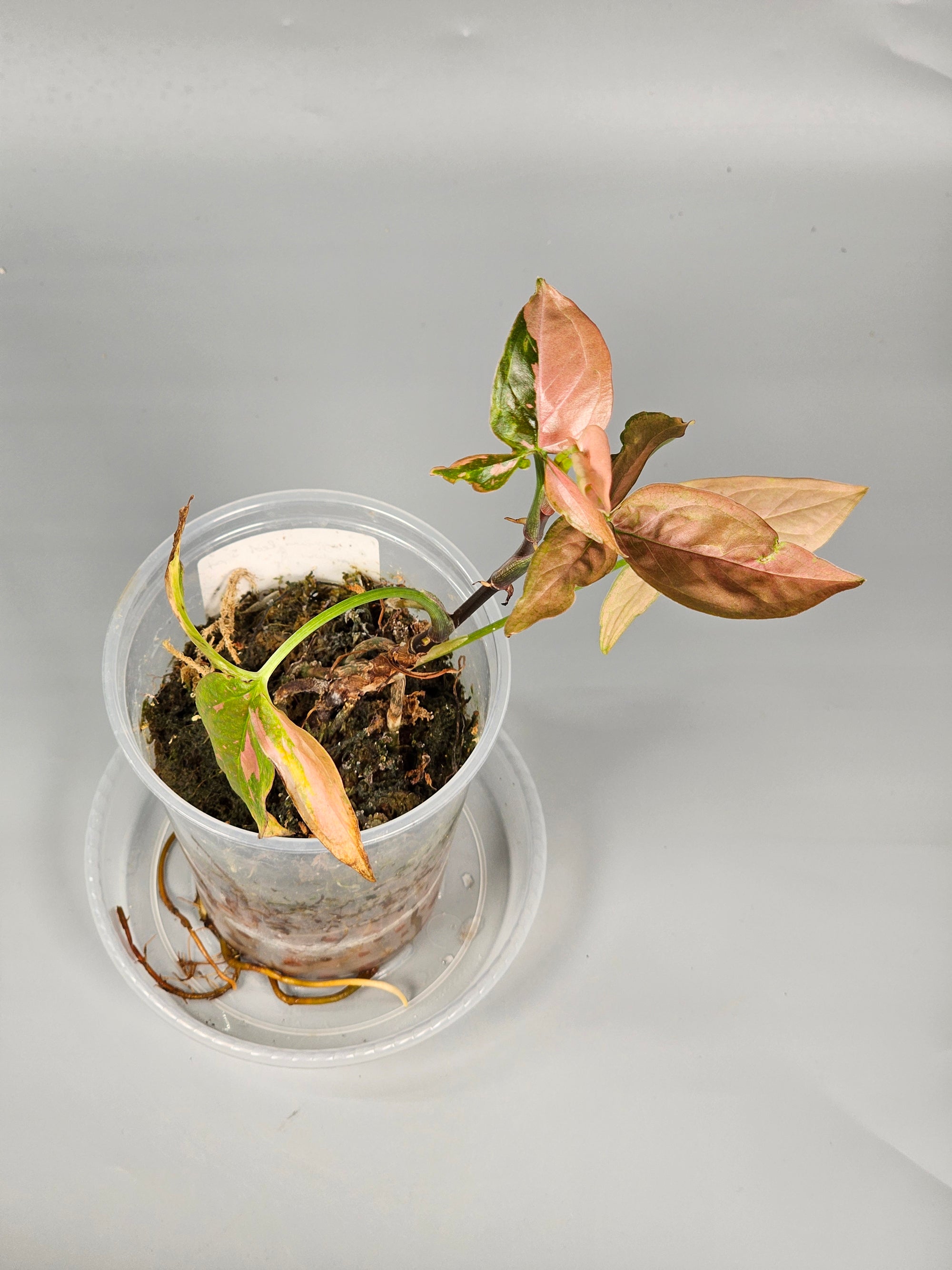 Syngonium Red Spot Tricolour - A | Rare Houseplants