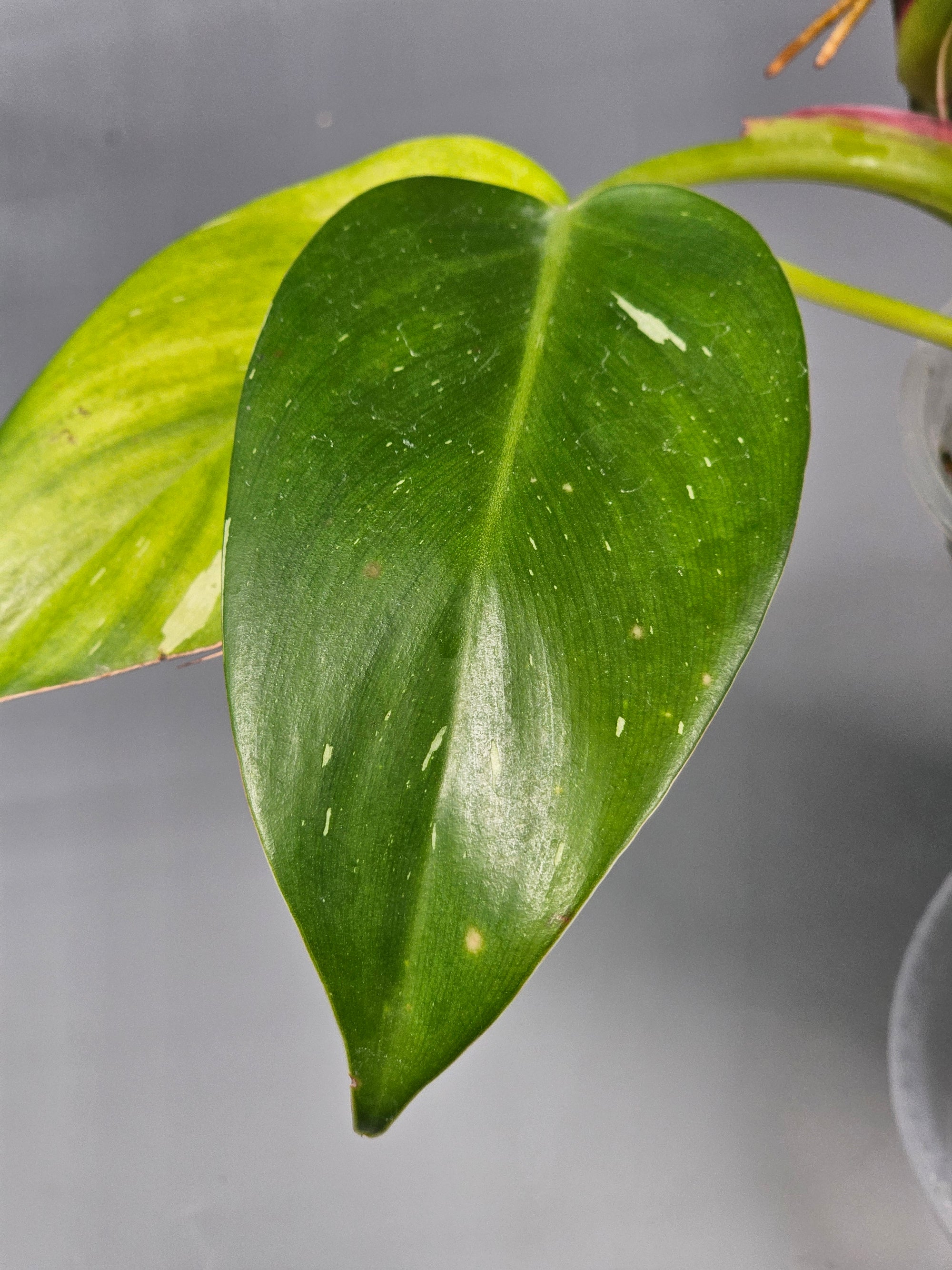 Philodendron White Princess - B | Rare Houseplants