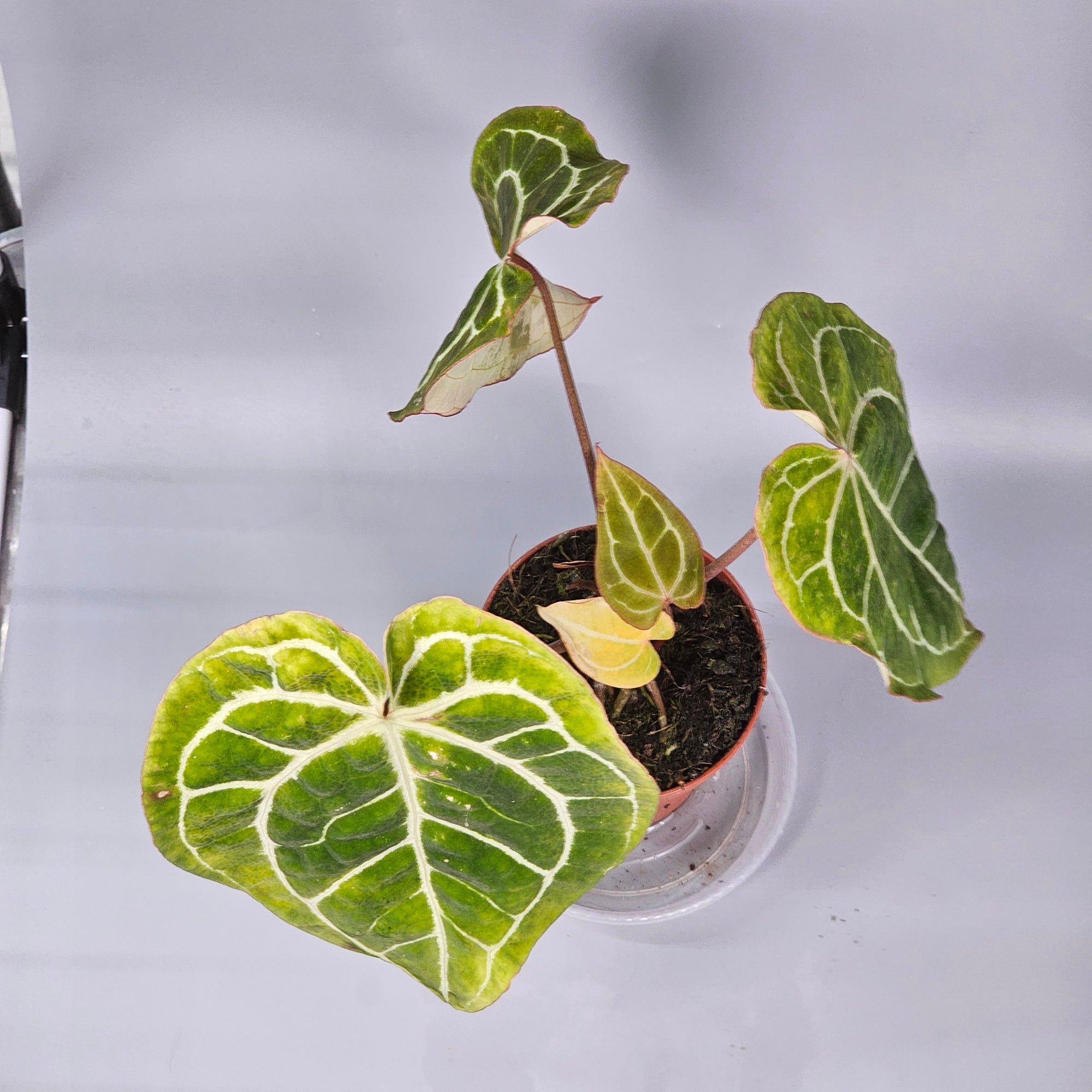 Anthurium Crystallinum - F