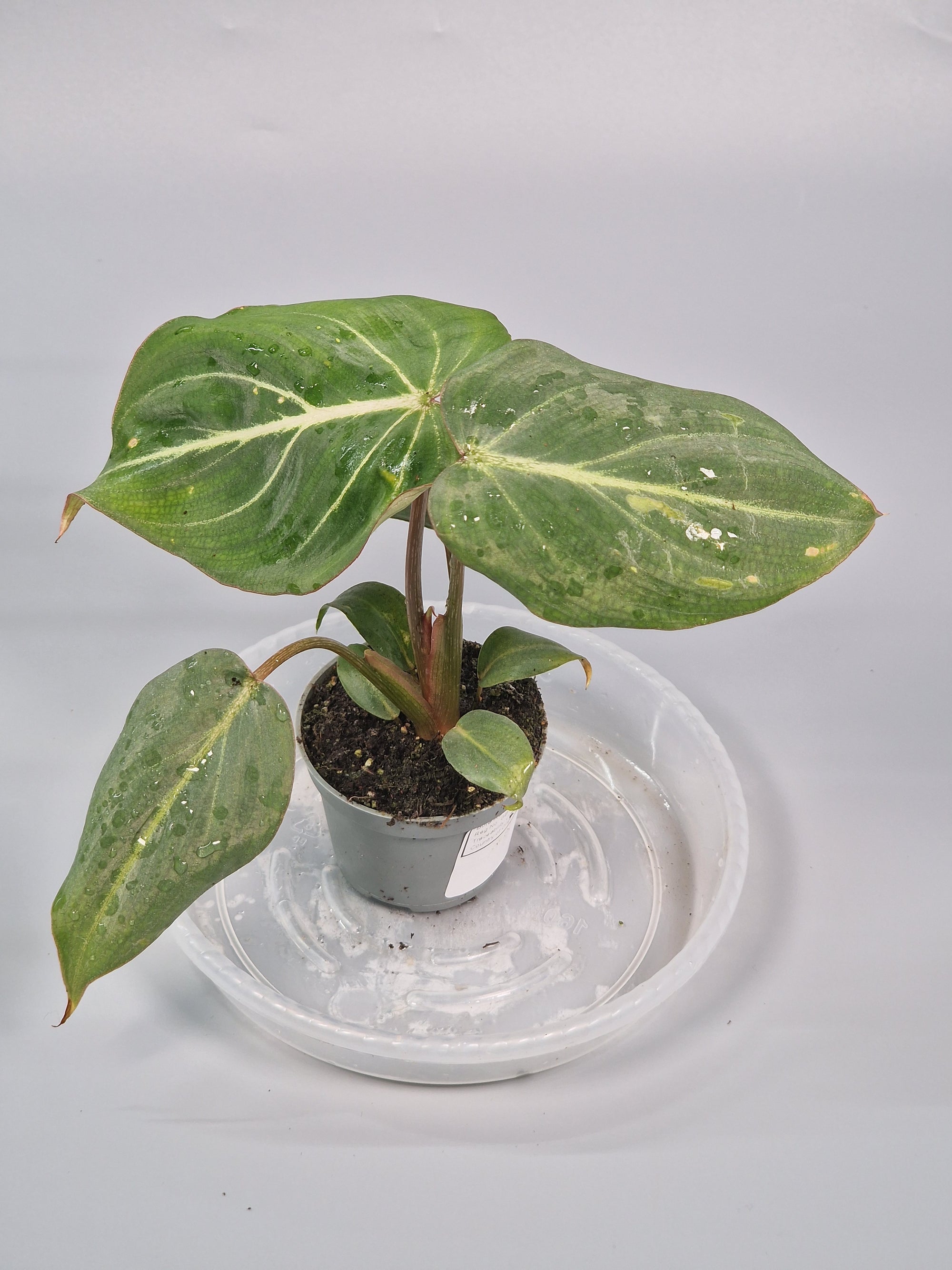 Philodendron Gloriosum 6cm - A | Rare Houseplants