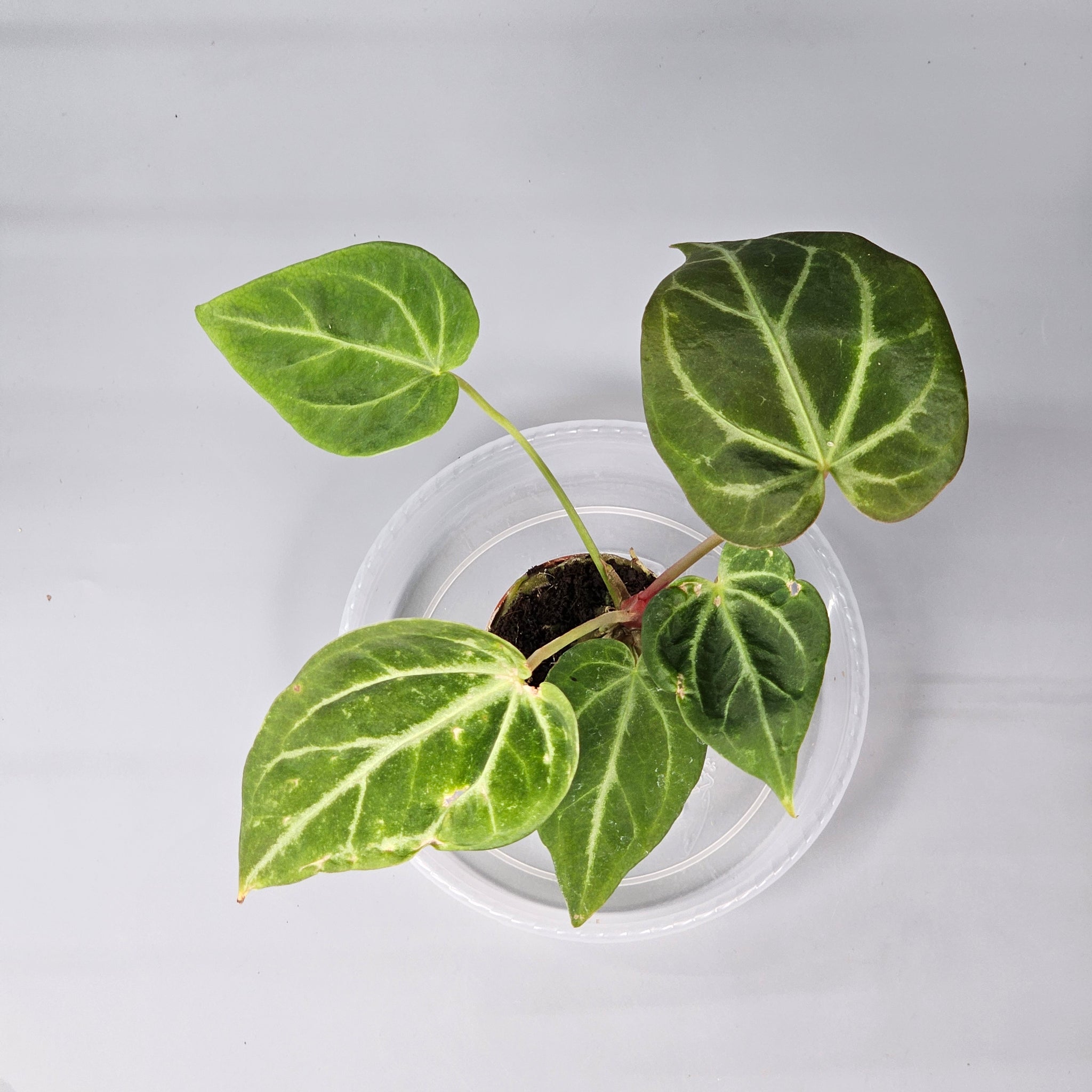 Anthurium Magnificum N