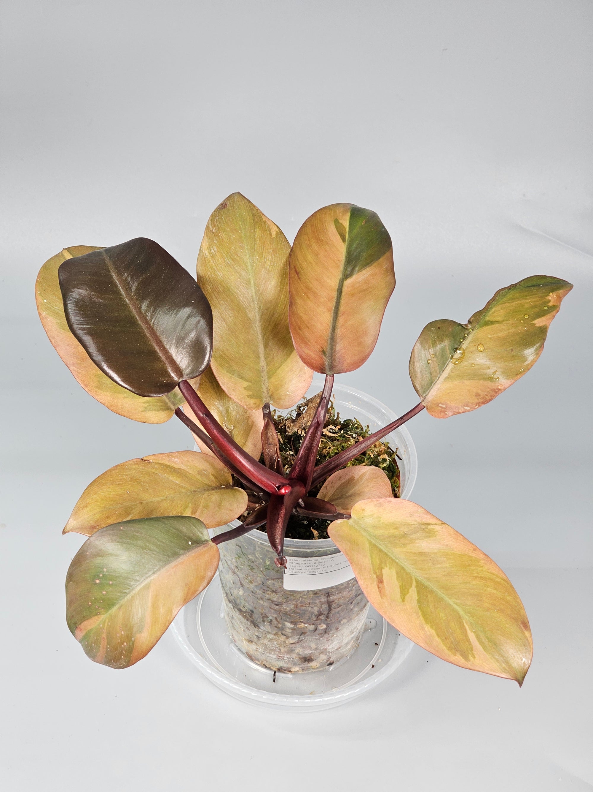 Philodendron Black Cardinal Variegata No.2 Small - A | Rare Houseplants
