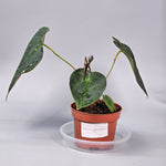 Anthurium Papillilaminum (P 10.5) - A