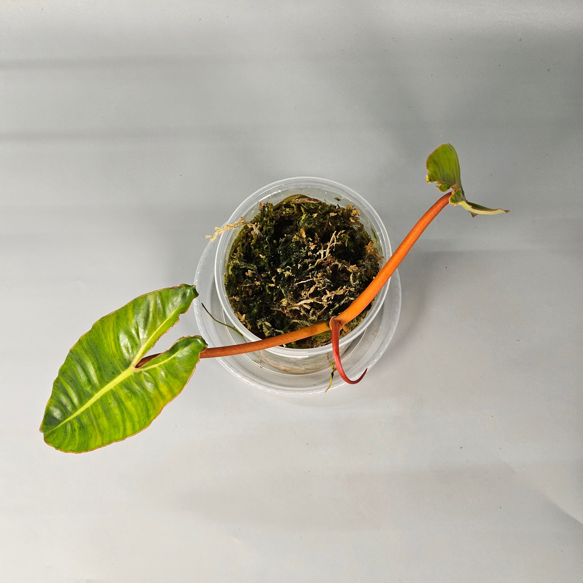 Philodendron Billietiae Medium A