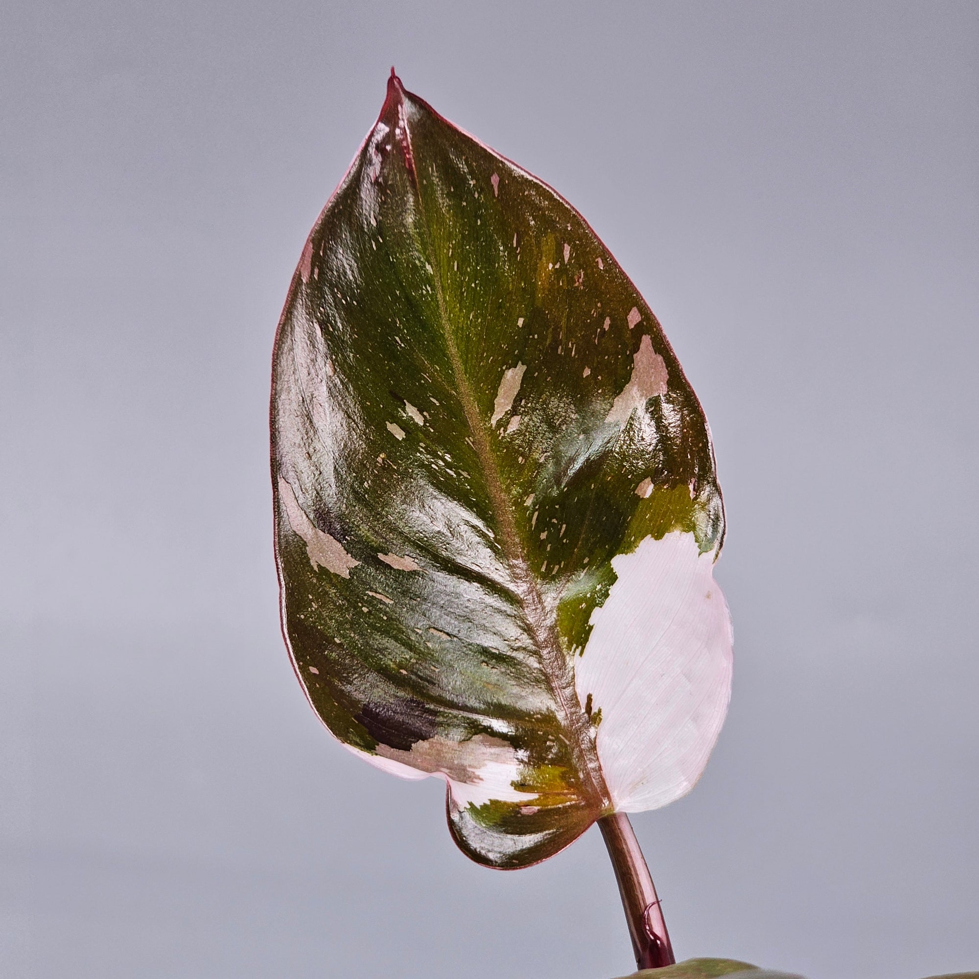 Philodendron 'Red Anderson' L