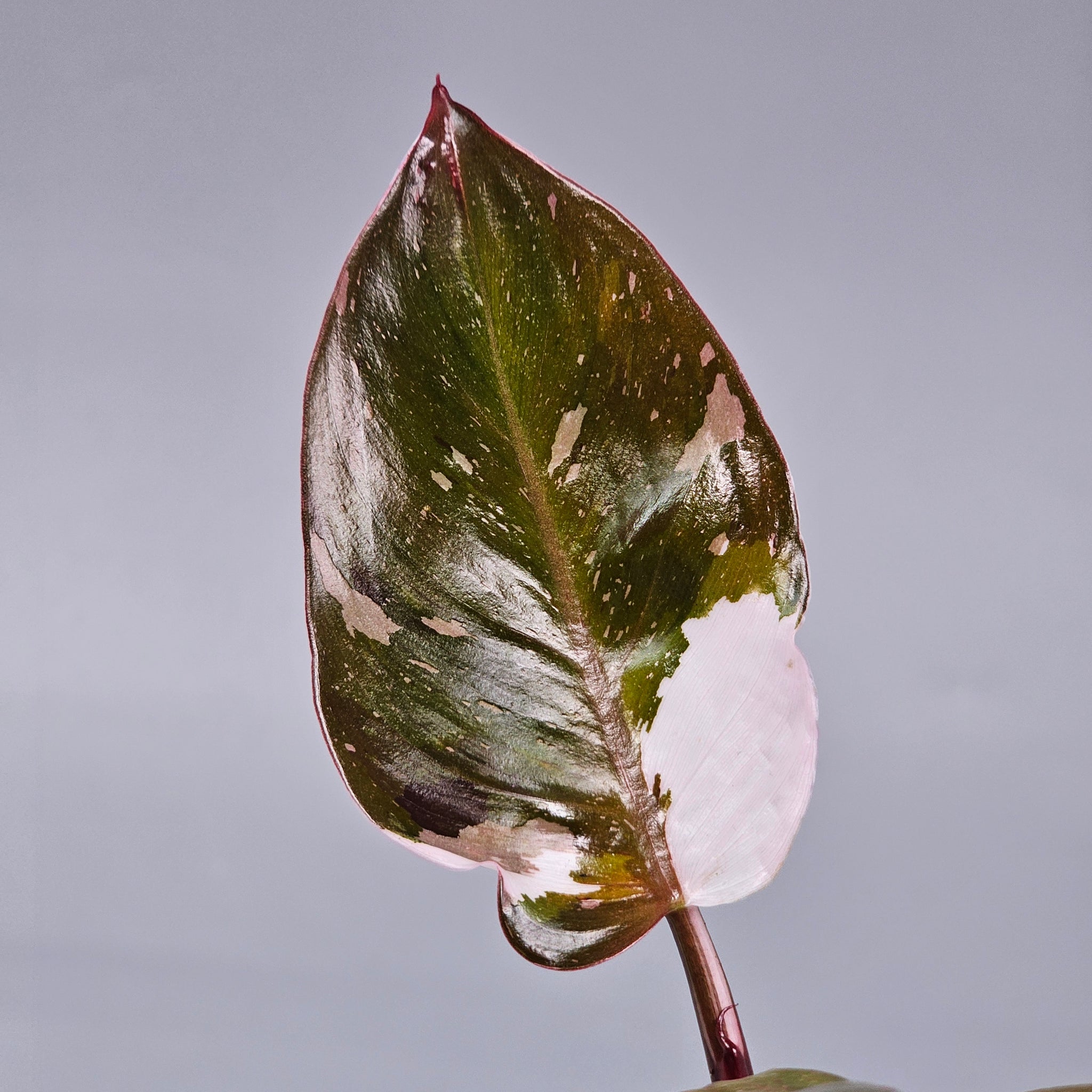 Philodendron 'Red Anderson' L