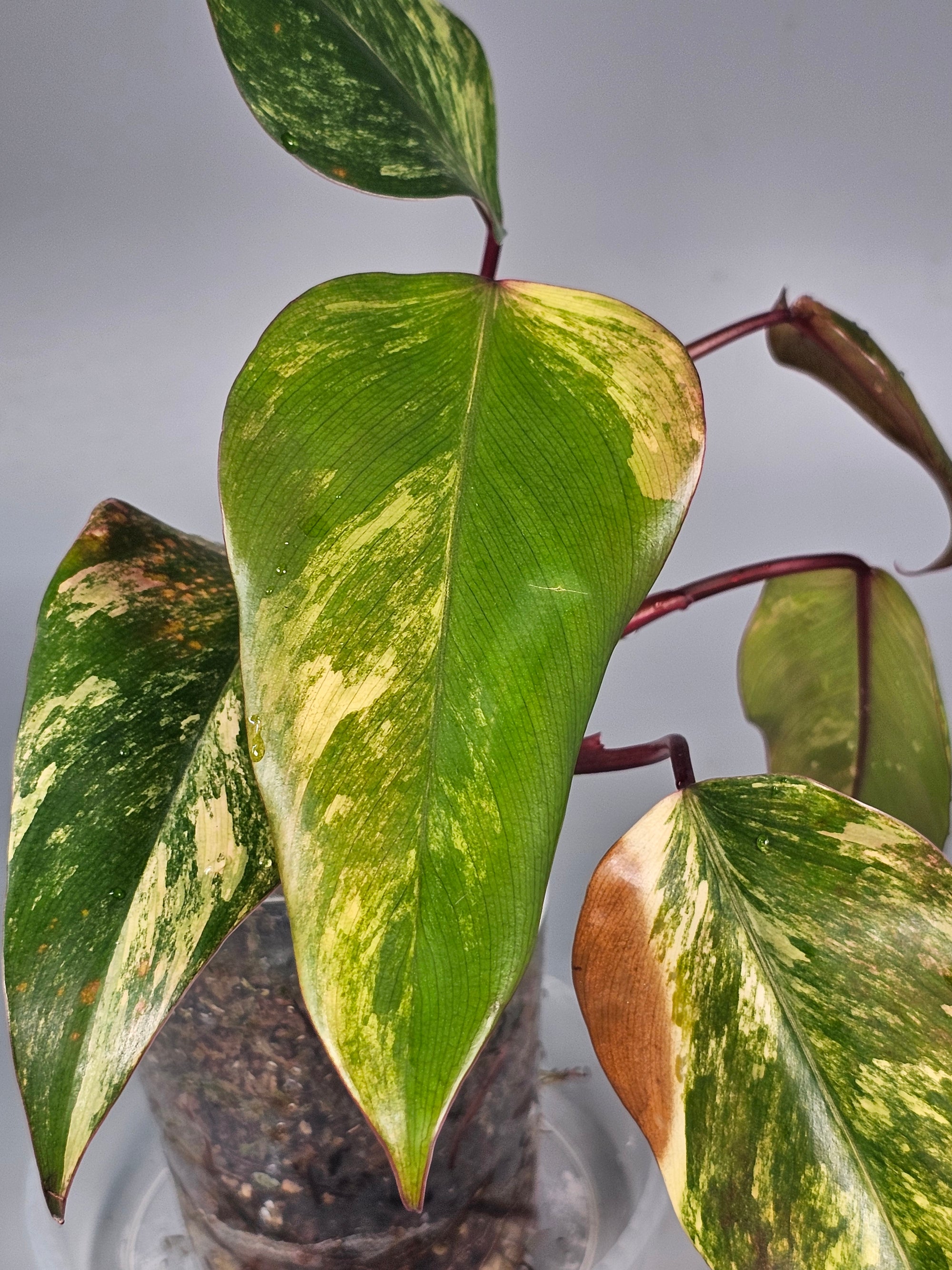 Philodendron Strawberry Shake (Erubescens Red Emerald Marbled) - B | Rare Houseplants