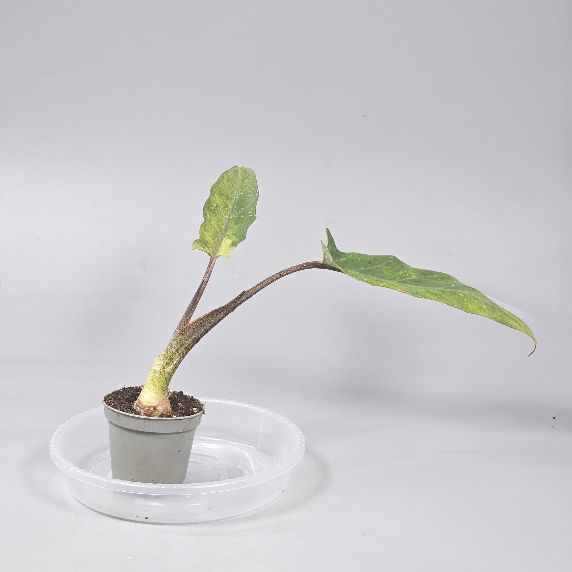 Alocasia Lauterbachiana