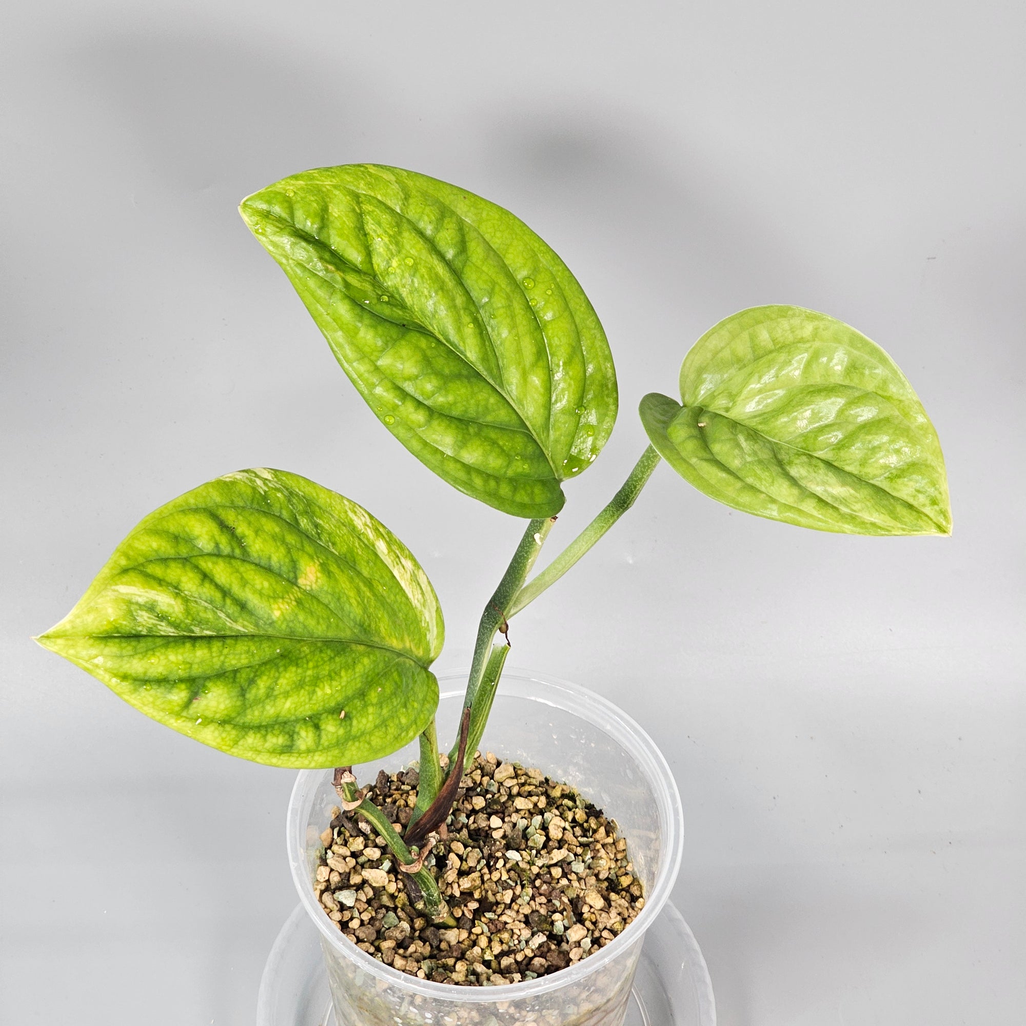 Philodendron Peru Variegated