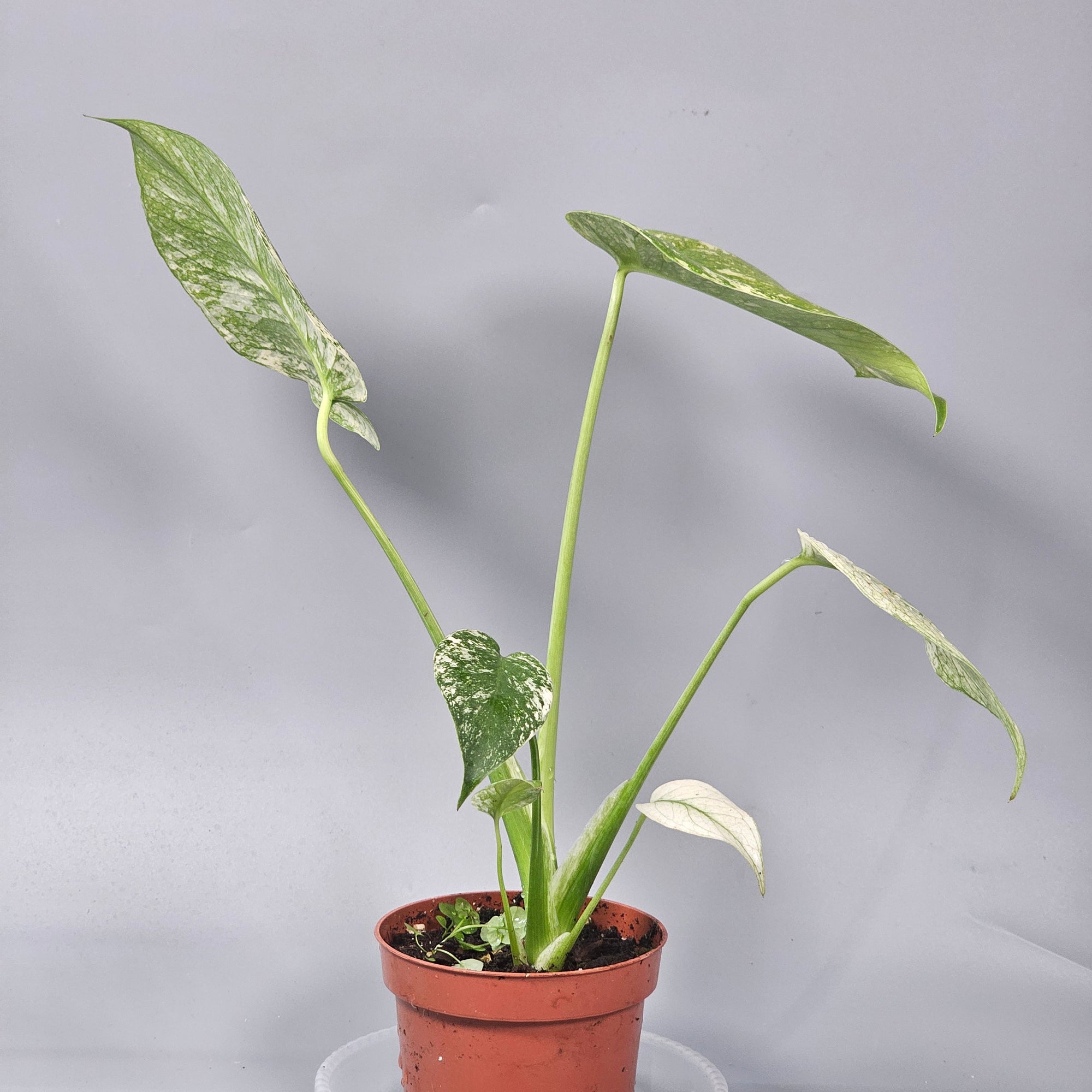 Monstera Mint