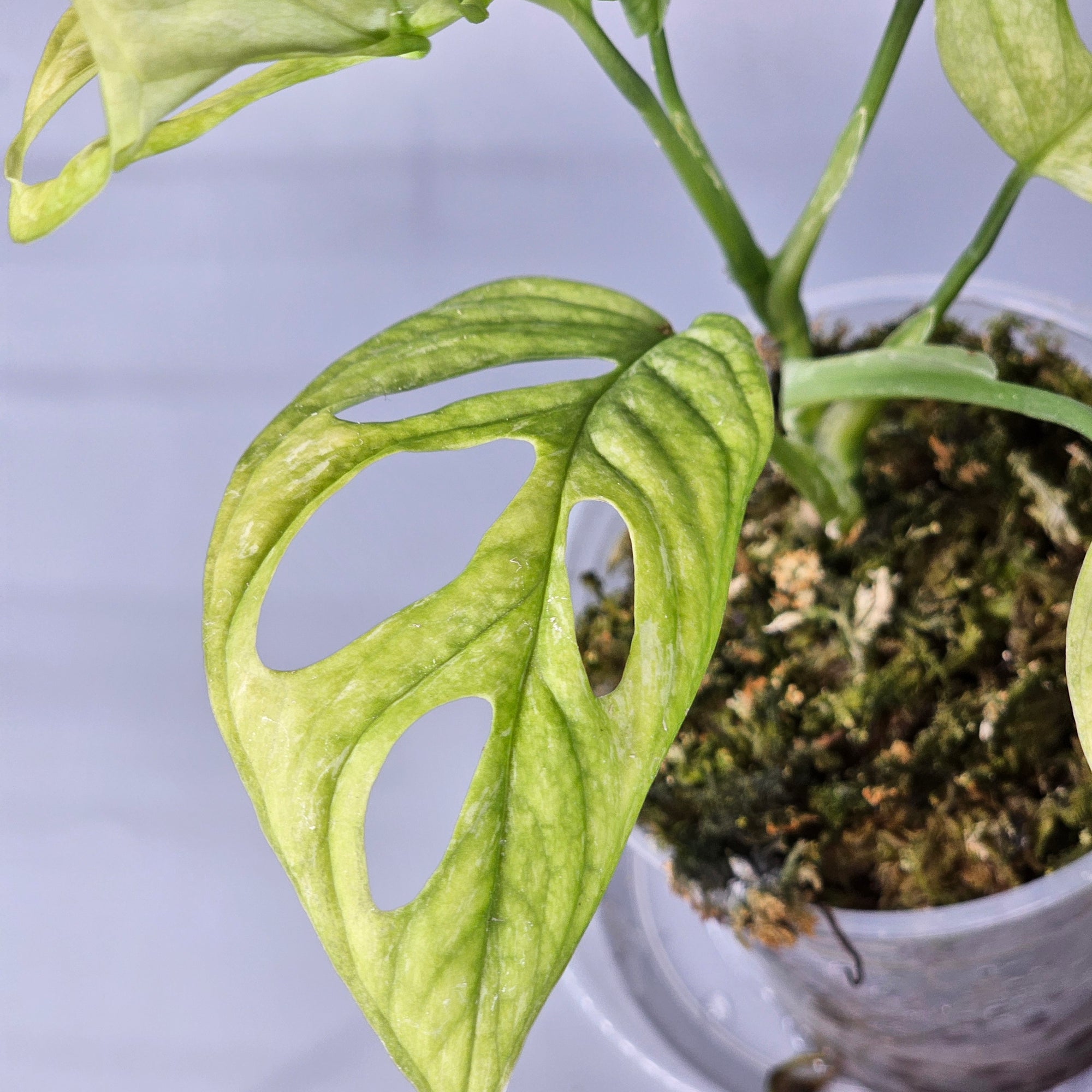 Monstera Adansonii Indonesian Mint