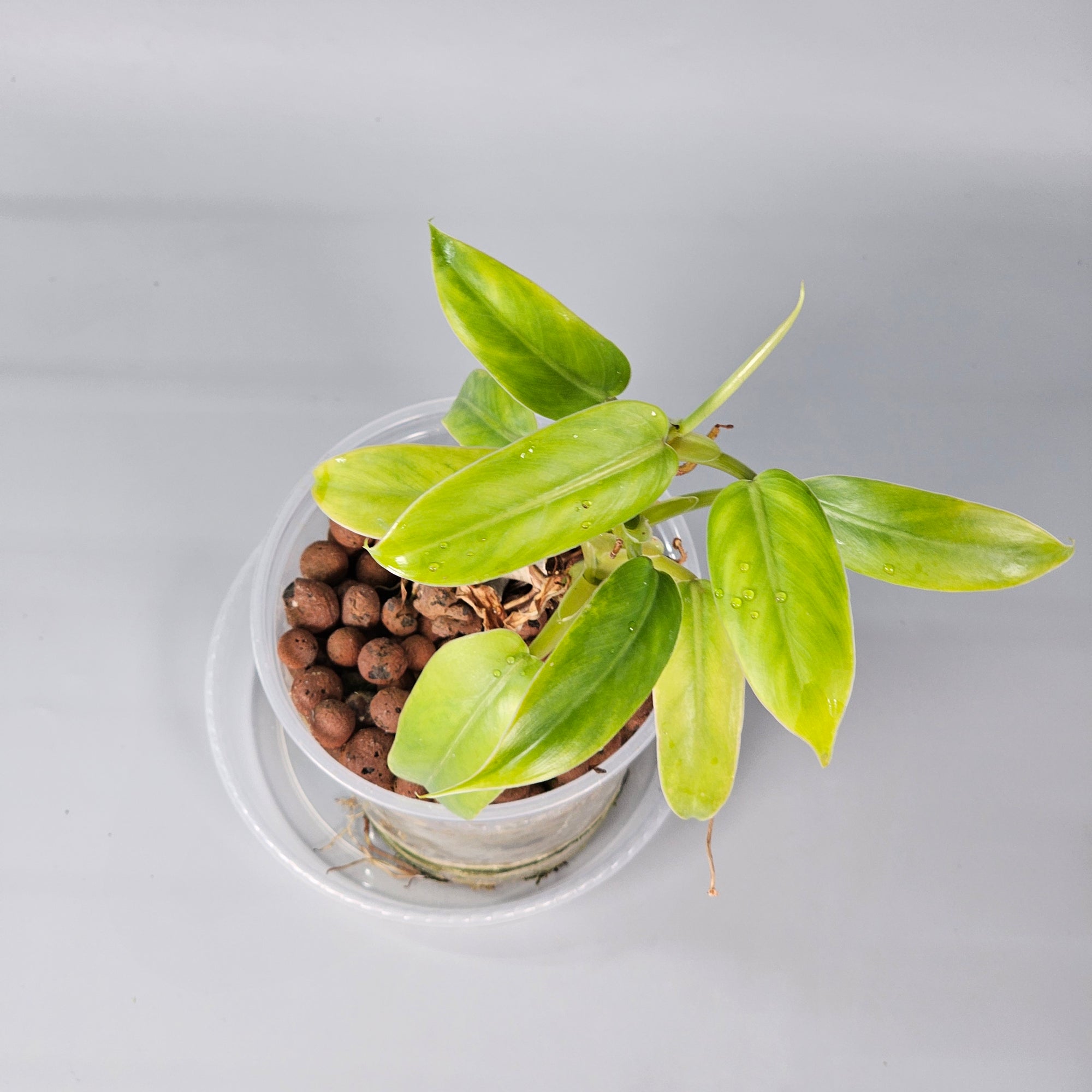 Philodendron Domesticum reverted 1