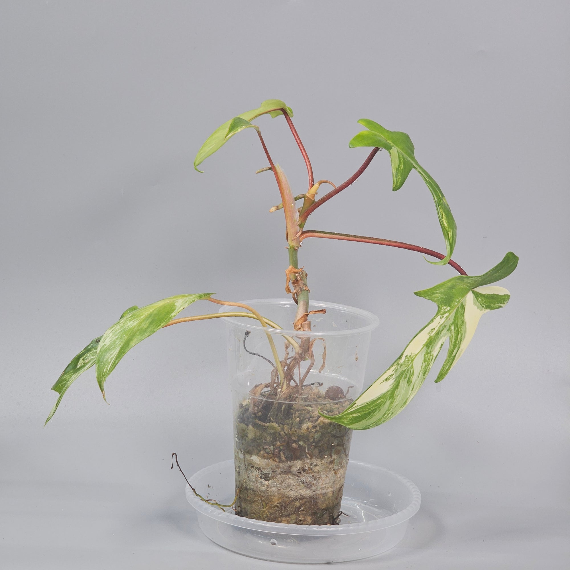 Philodendron florida beauty