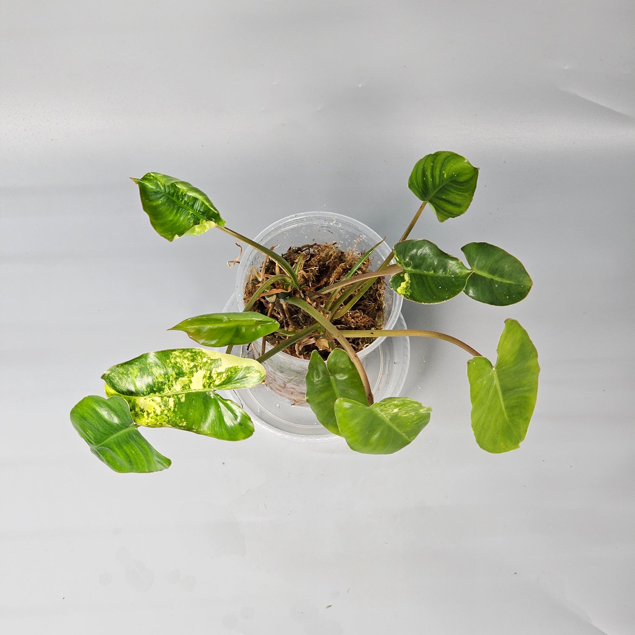 Philodendron Burle Marx Variegated