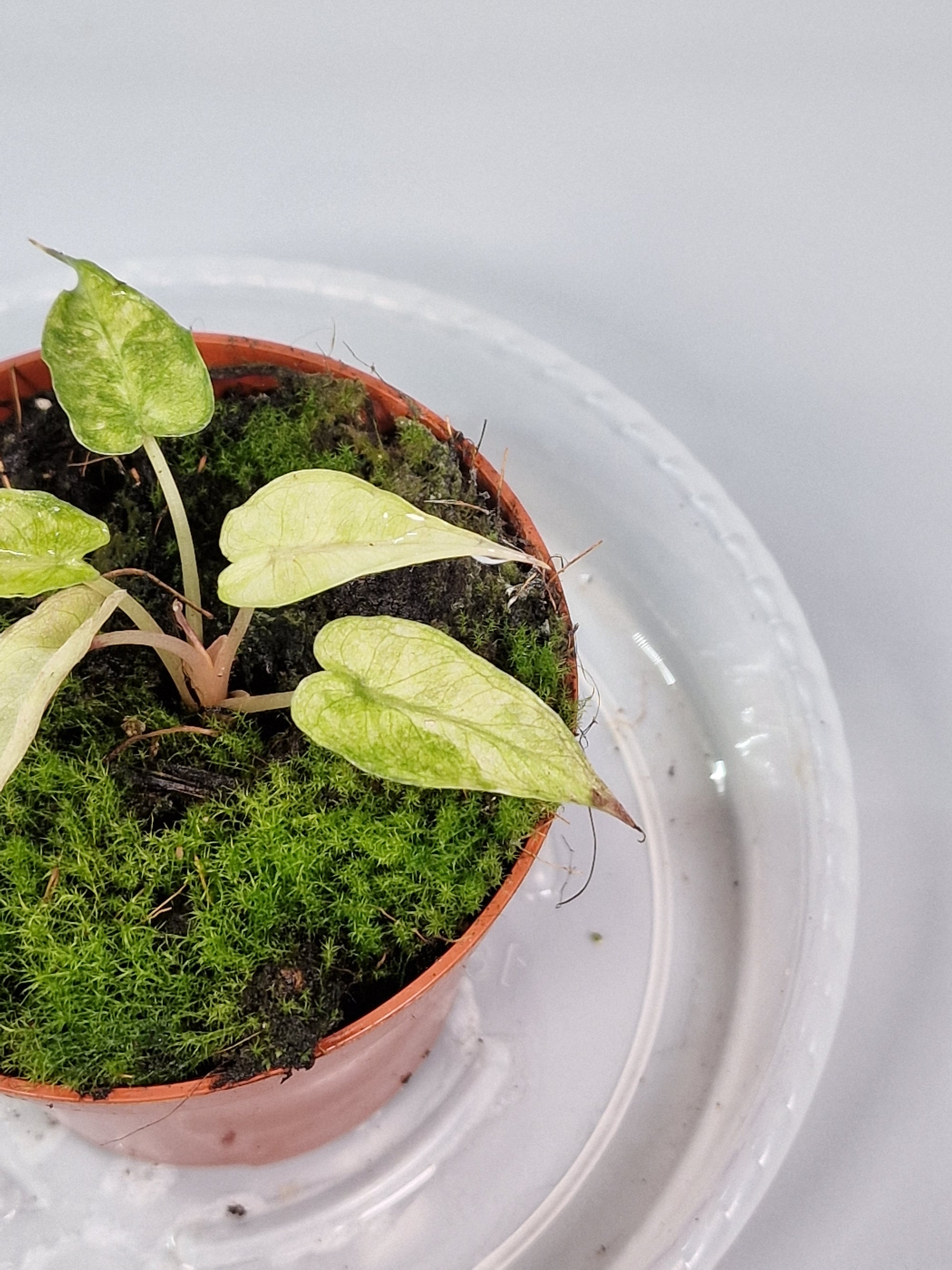 Alocasia 'polly Yellow Variegata' - A | Rare Houseplants