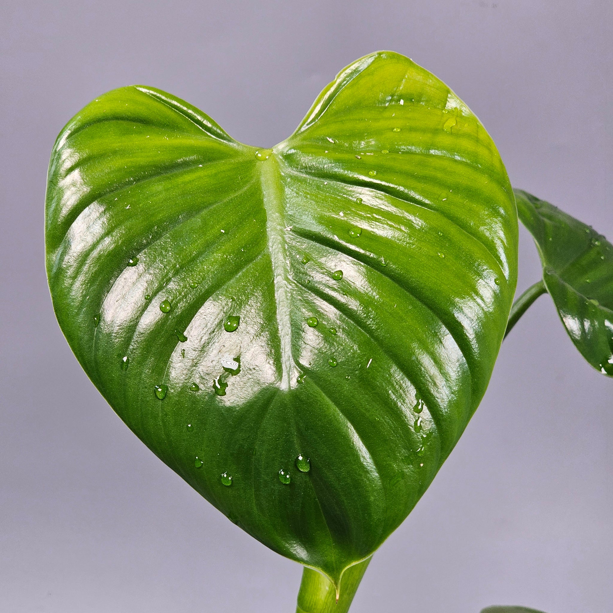 Philodendron Henry-Pittieri