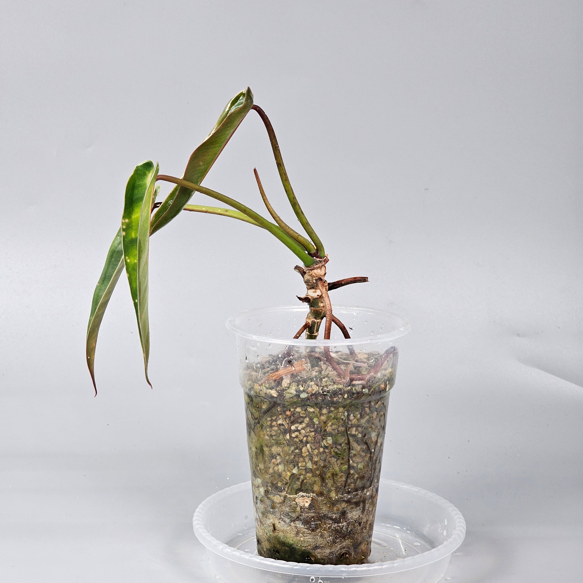 Philodendron Spiritus Sancti
