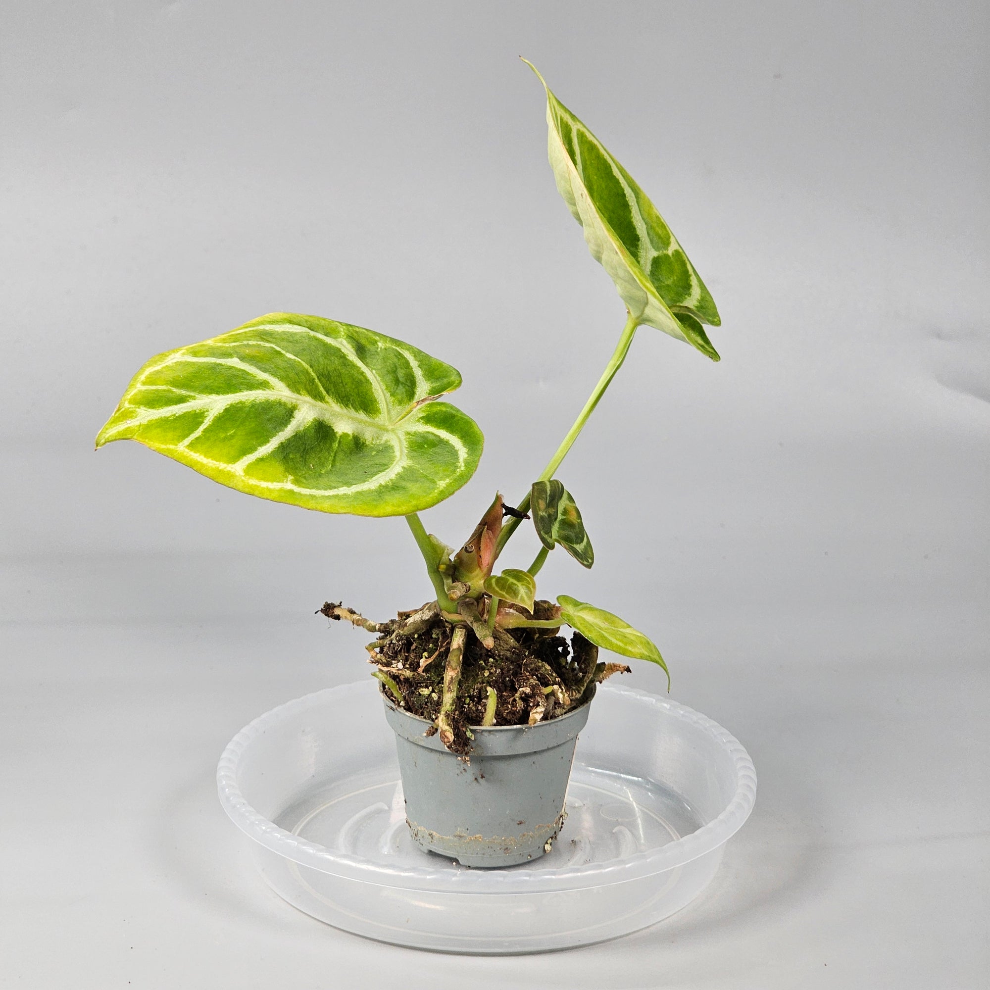 Anthurium Crystallinum Dorayaki D
