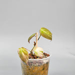 Philodendron Micans Variegated
