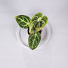 Anthurium Regale E