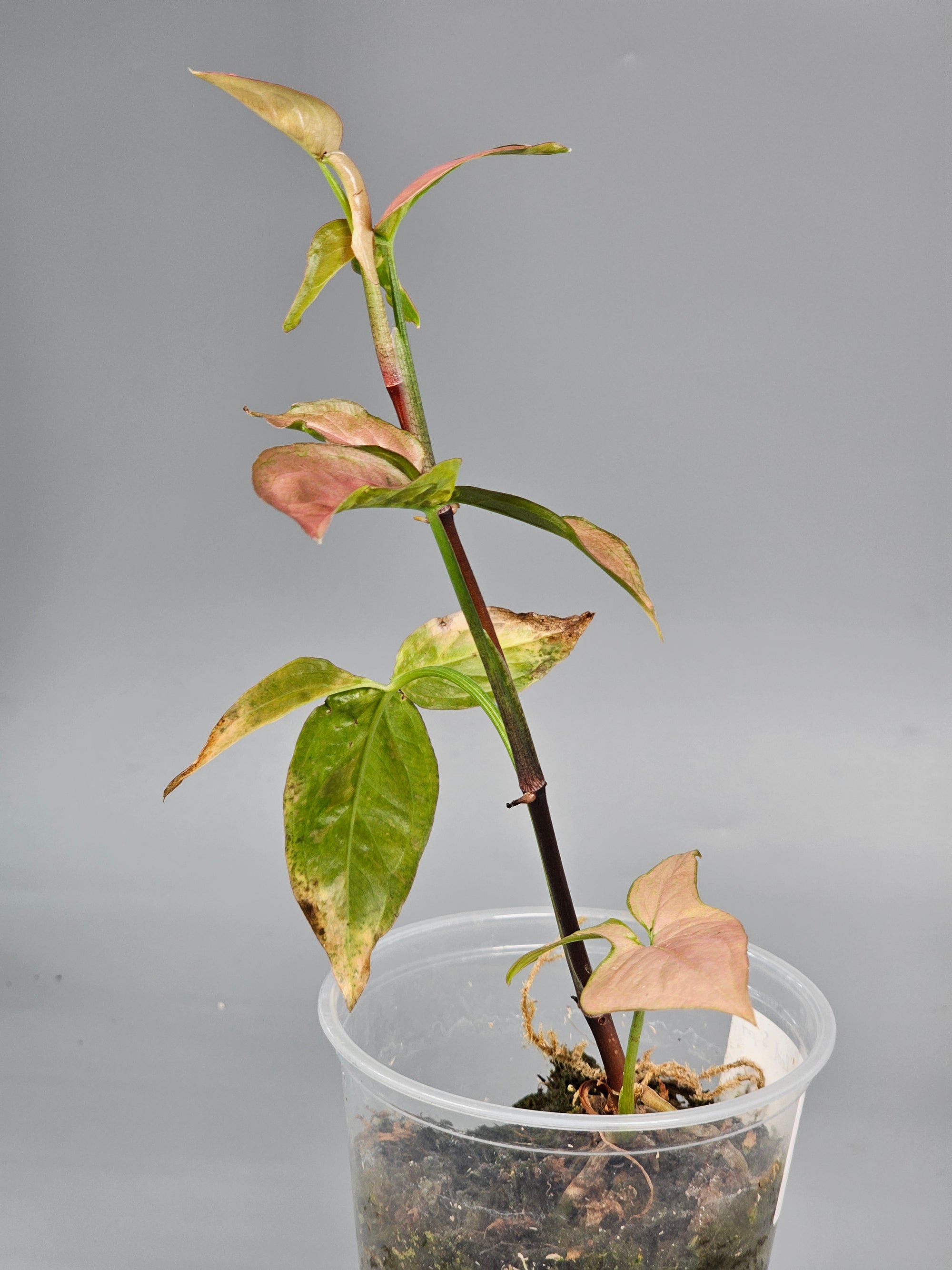 Syngonium Red Spot Tricolour - A | Rare Houseplants