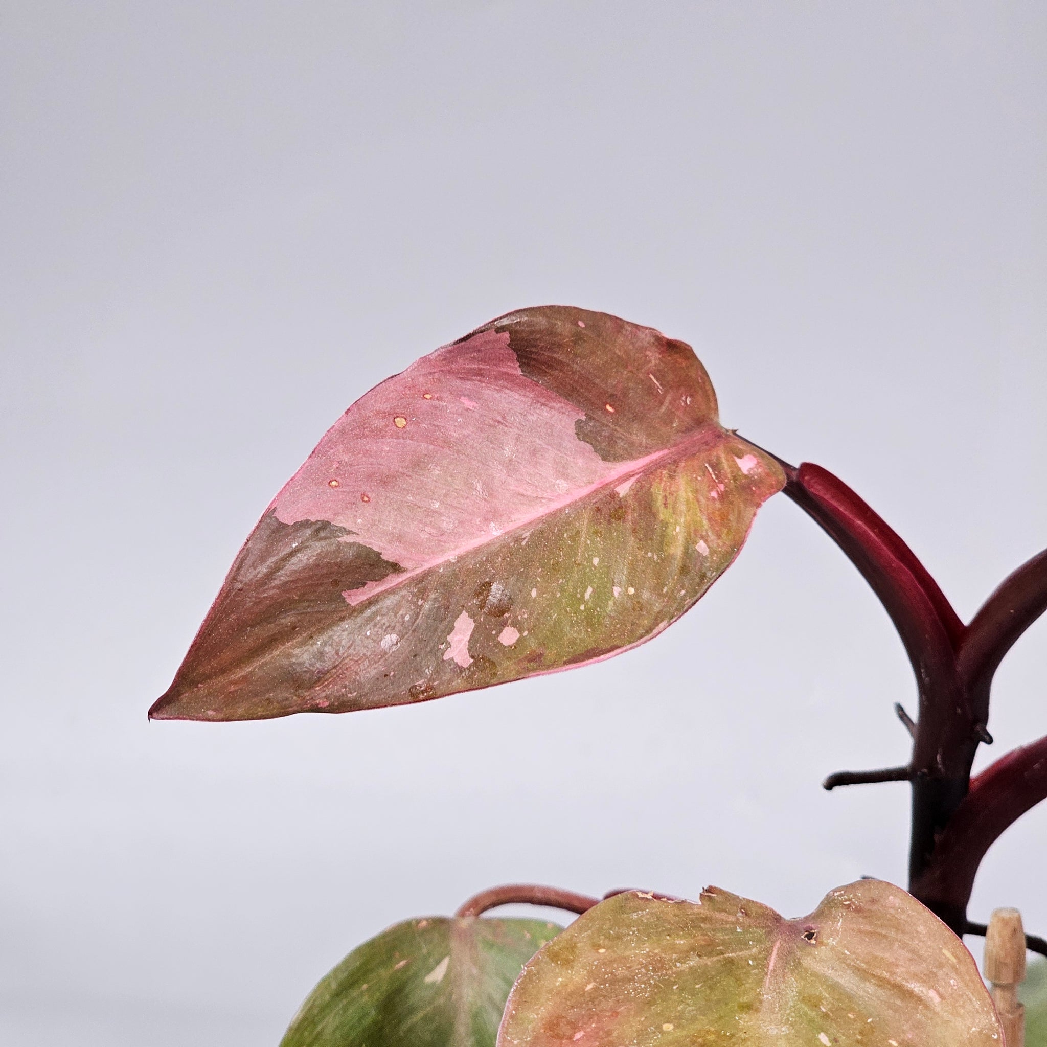 Philodendron 'Pink Princess' - G