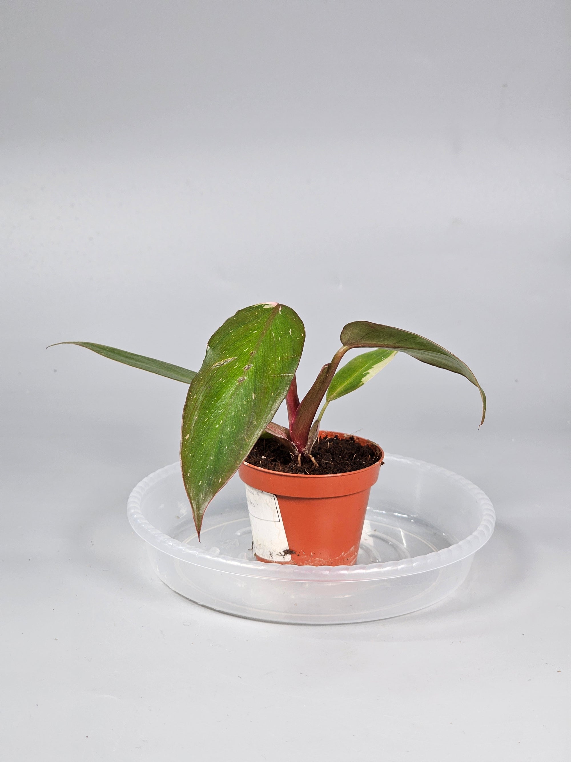 Philodendron 'pink Princess' - G | Rare Houseplants