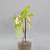 Philodendron Domesticum Variegated
