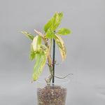 Philodendron Domesticum Variegated