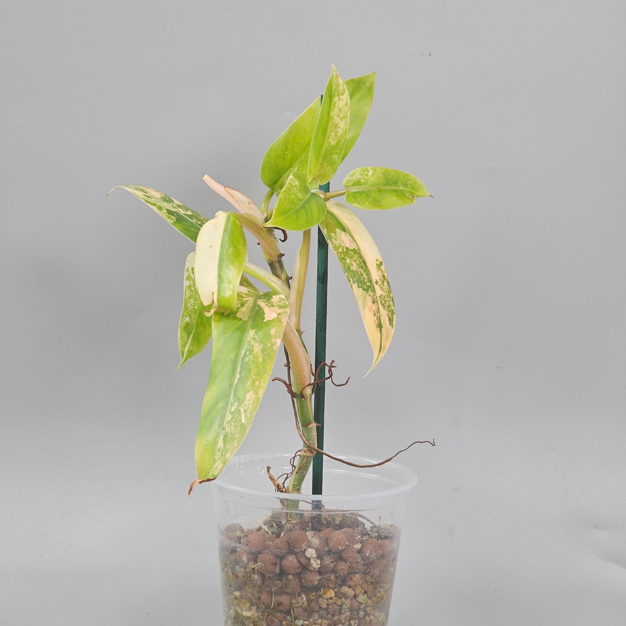 Philodendron Domesticum Variegated