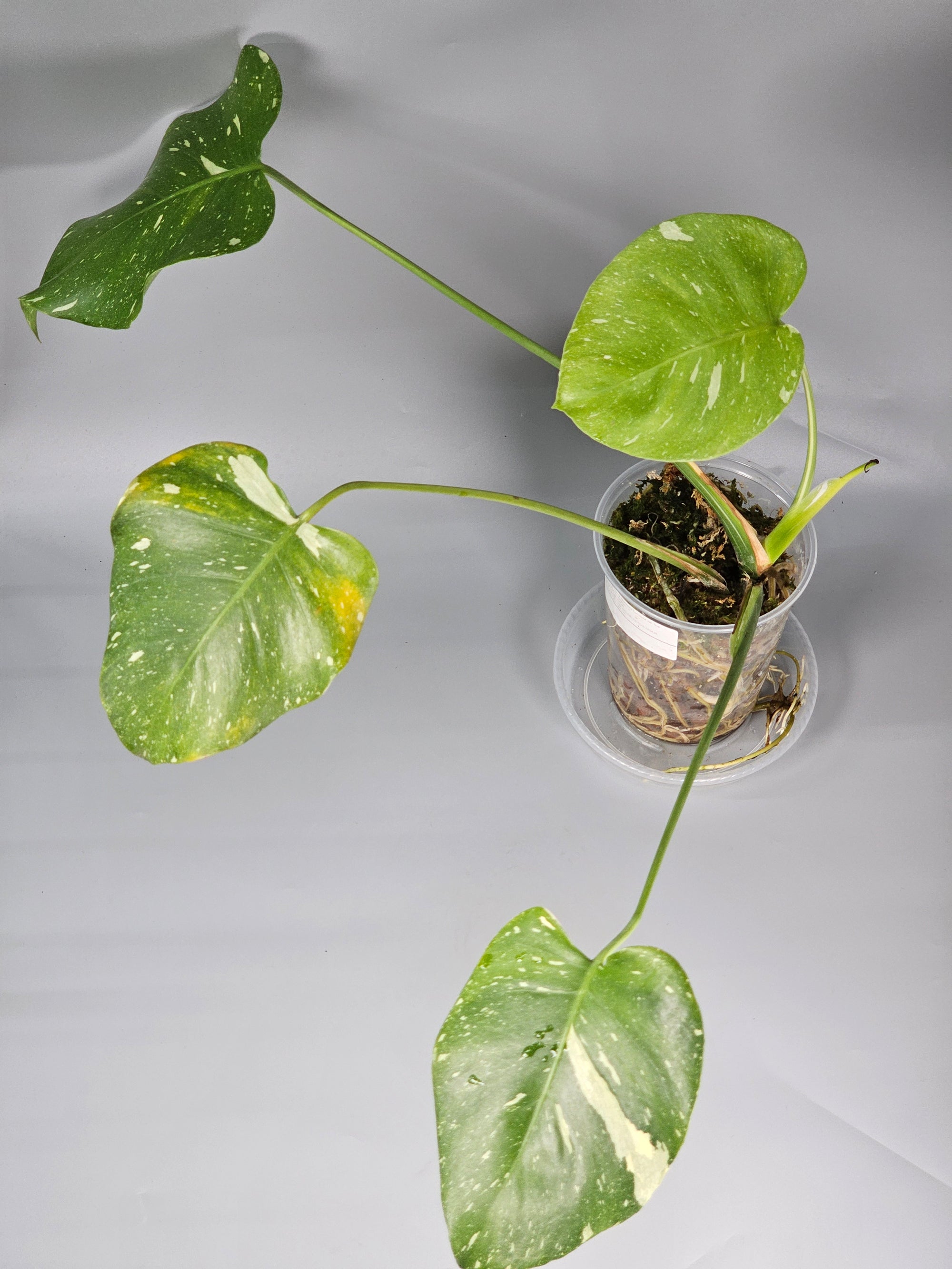 Monstera Deliciosa Var Thai Constellation - C | Rare Houseplants
