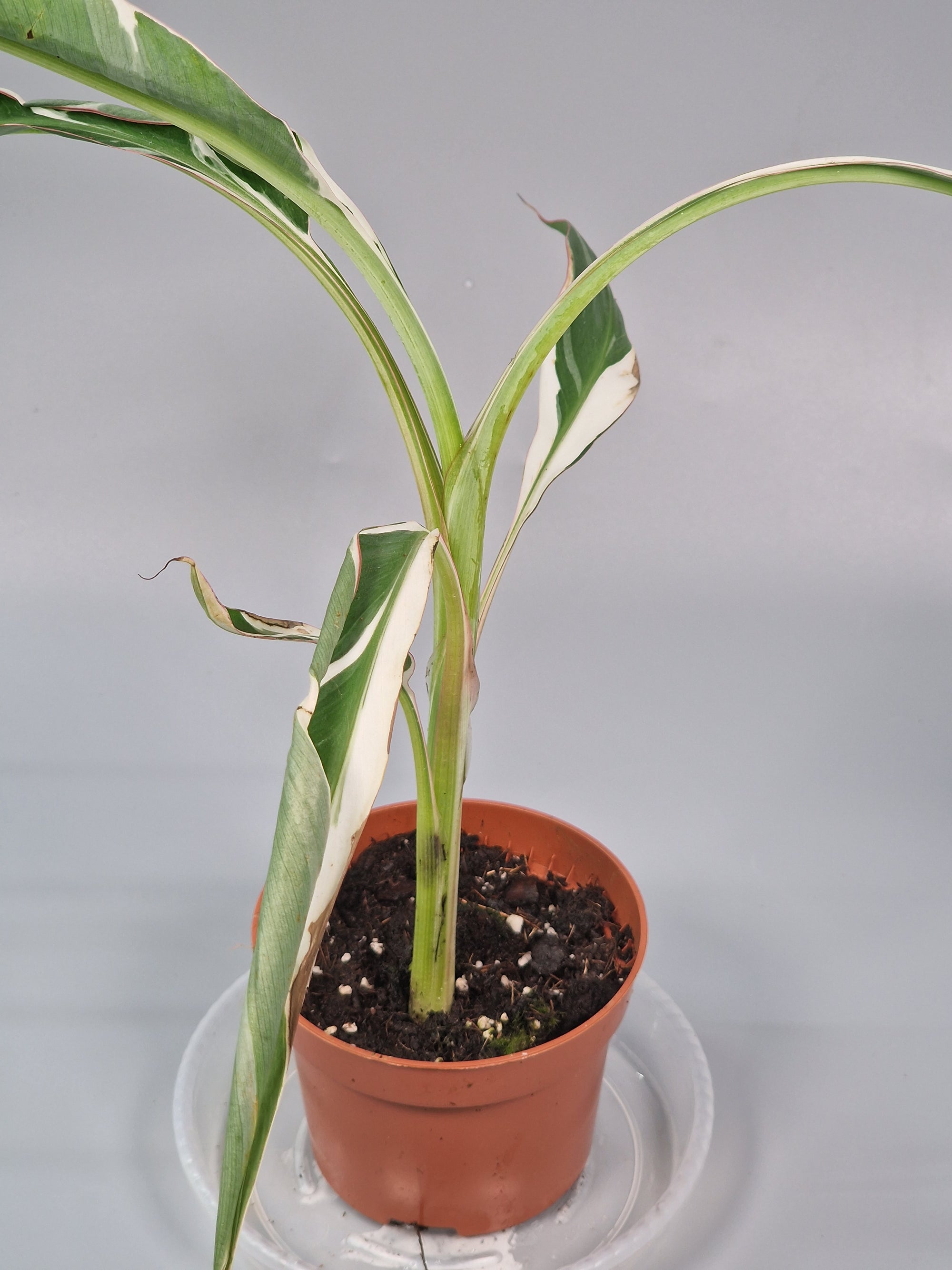 Musa 'florida Variegata' (p 10.5) - A | Rare Houseplants