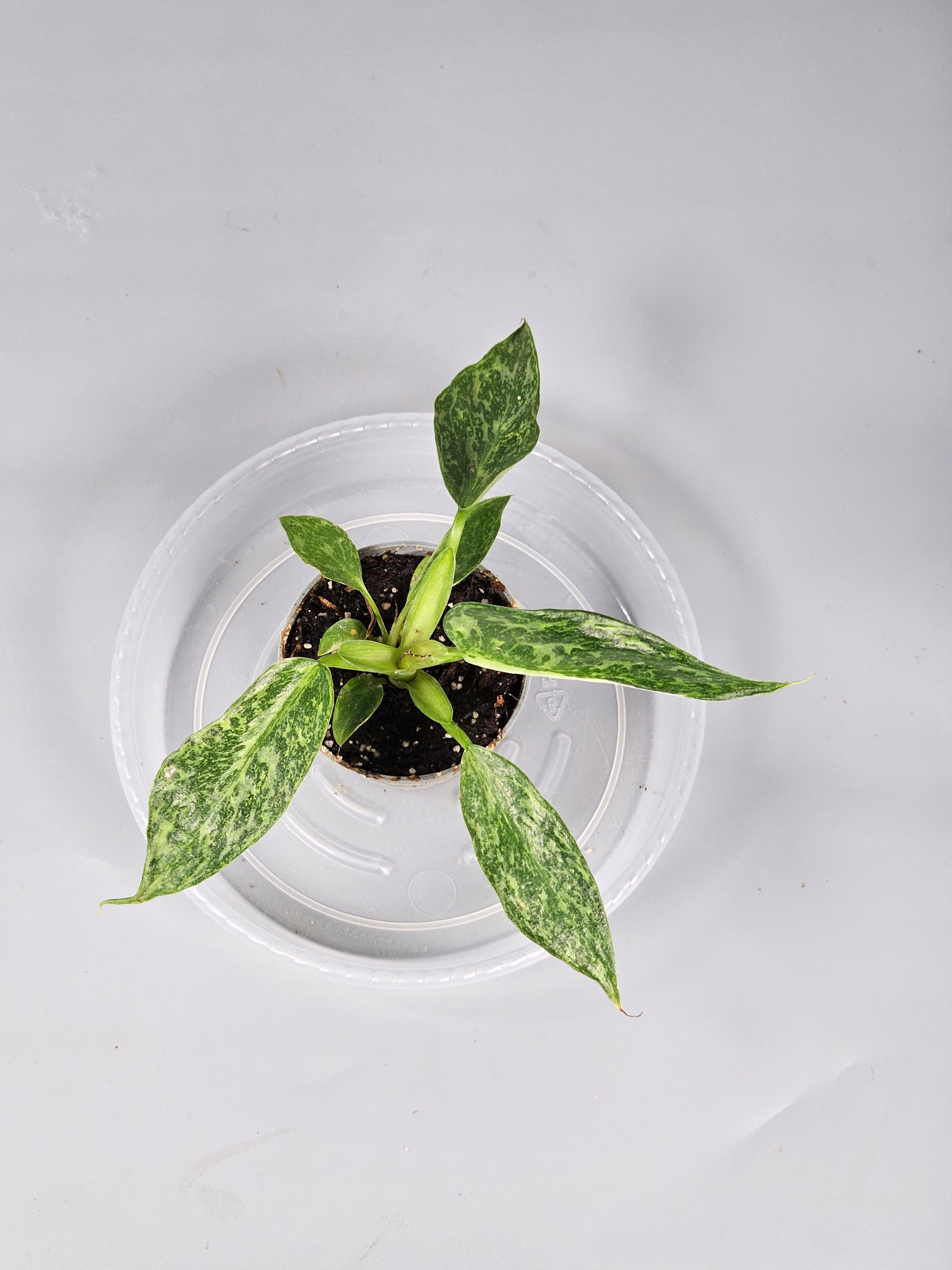 Philodendron 'jose Buono' - A | Rare Houseplants