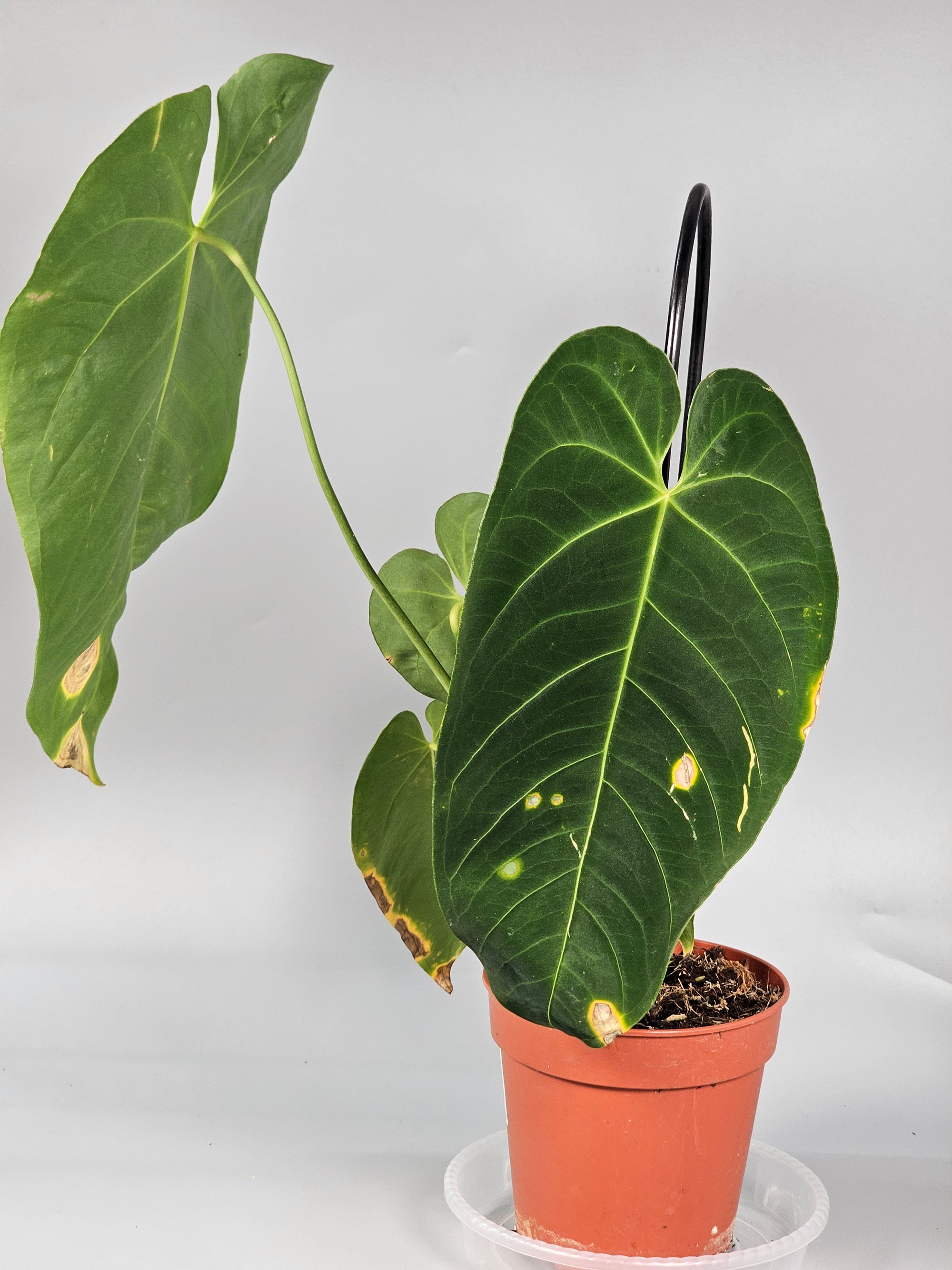 Anthurium Queremalense - B | Rare Houseplants