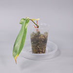 Philodendron Florida beauty