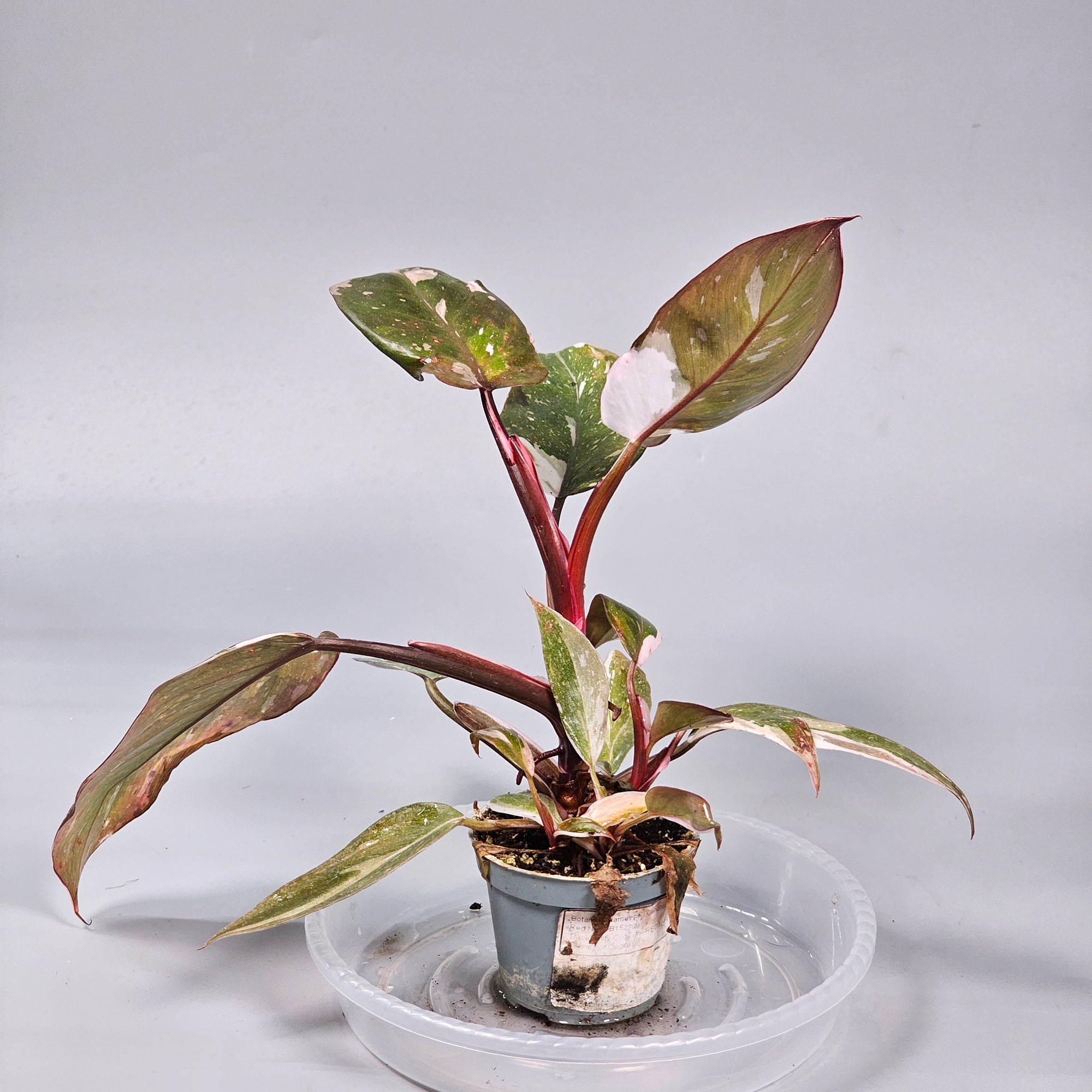 Philodendron 'Red Anderson' L