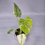 Monstera Mint