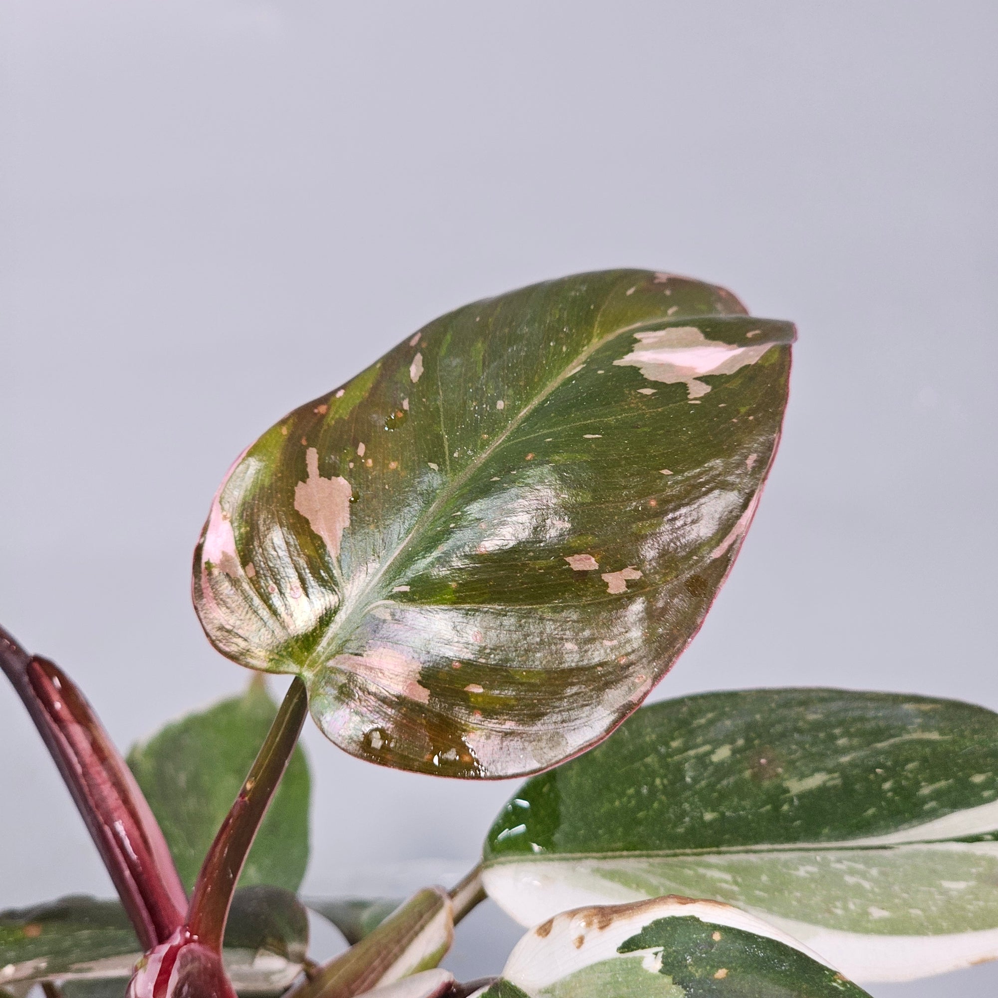 Philodendron 'Red Anderson' G