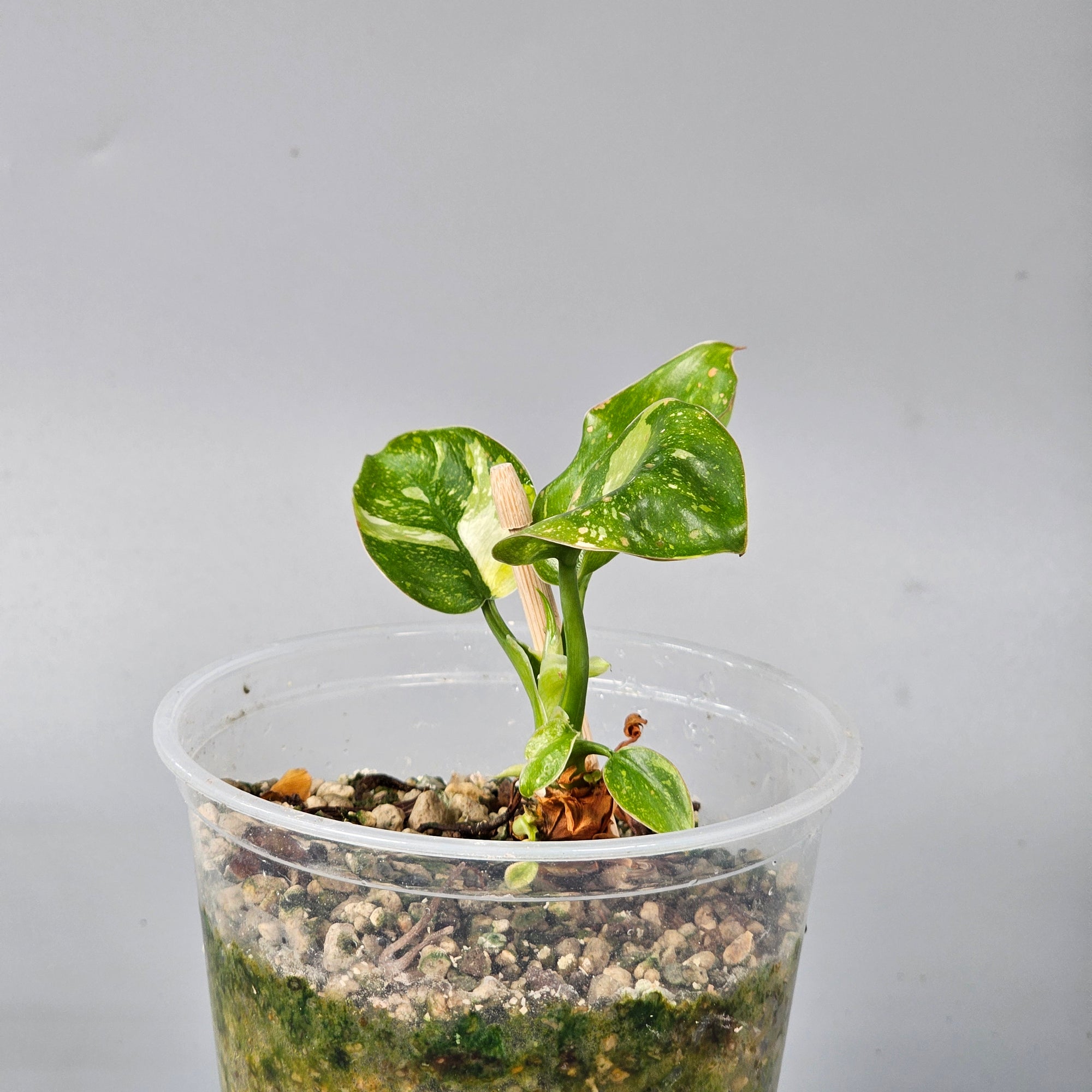 Philodendron Green Congo variegated