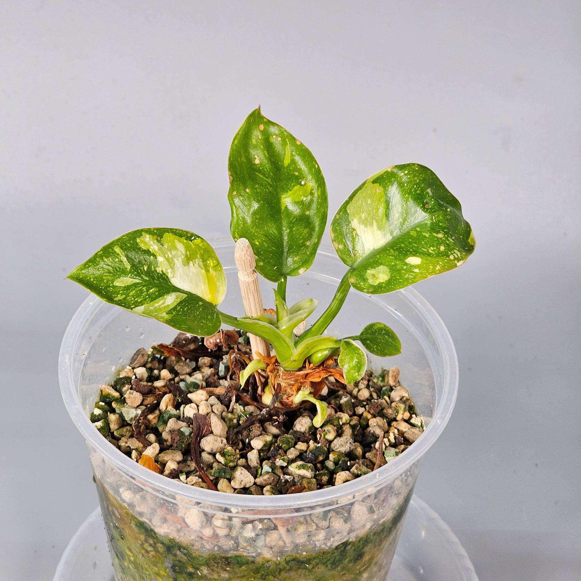 Philodendron Green Congo variegated