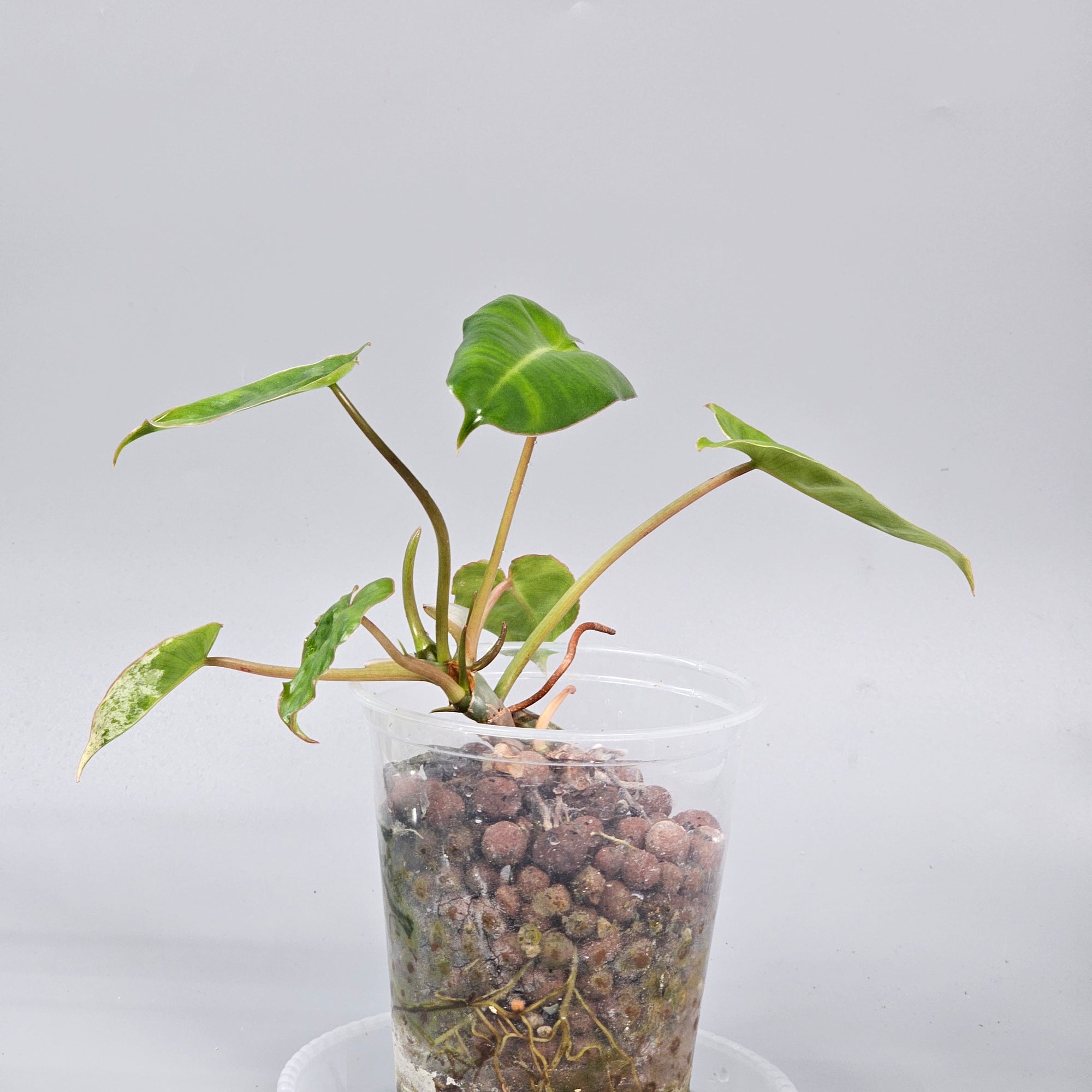 Philodendron Burle Marx marble reverted