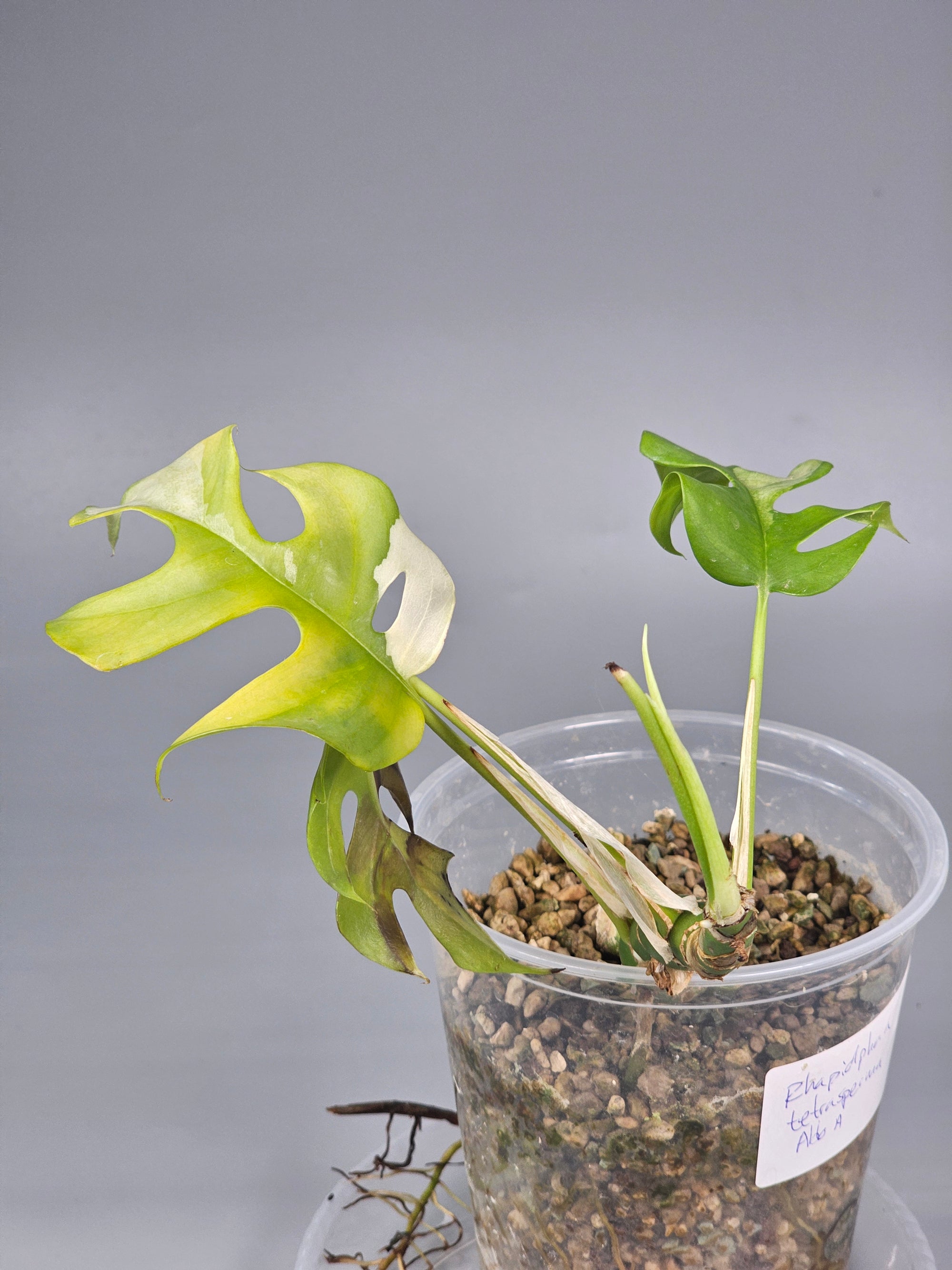 Rhapidaphora Tetrasperma Albo